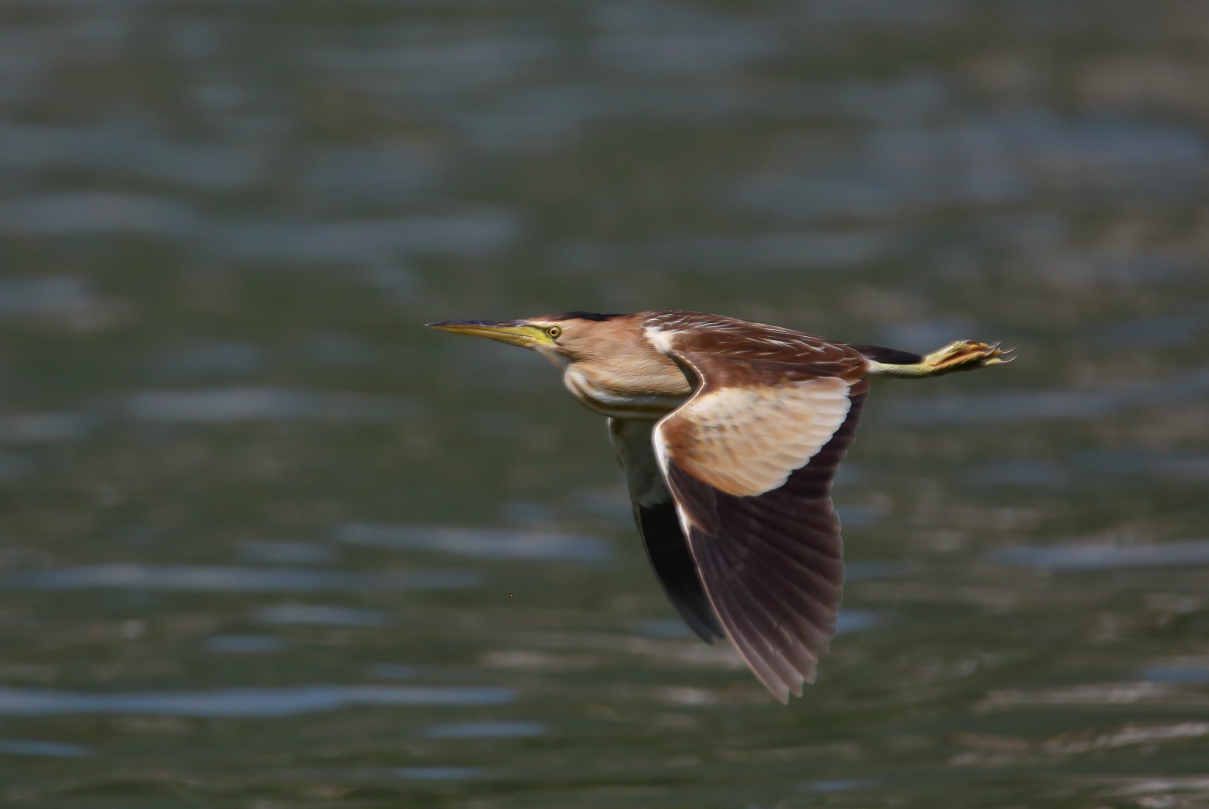 in volo4