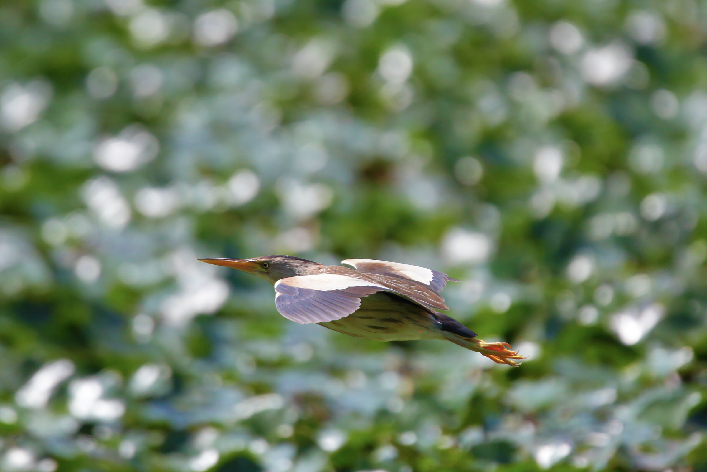 in volo5