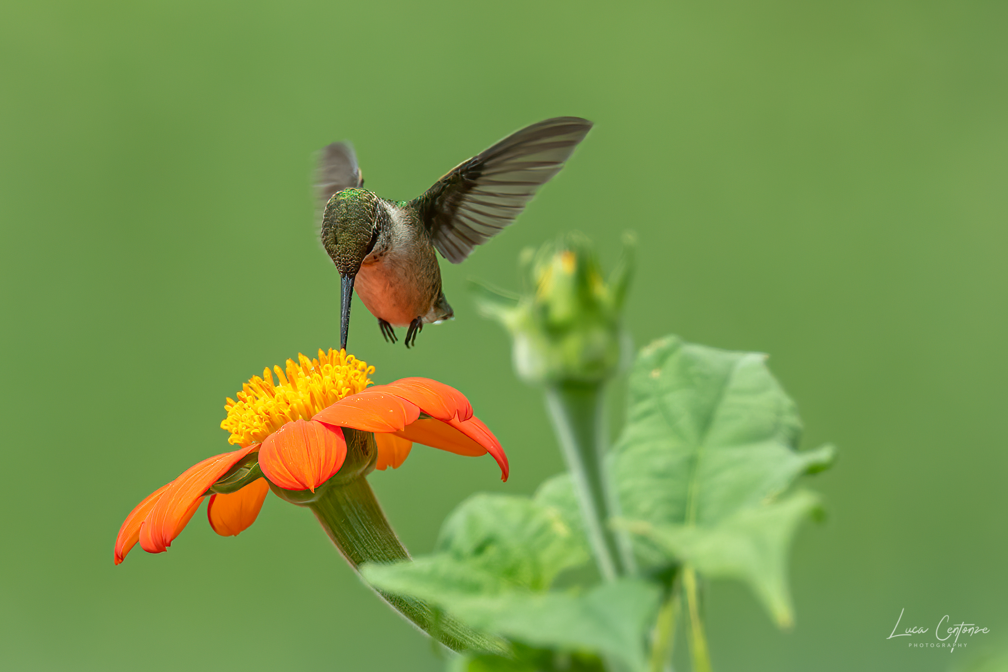 Hummingbird