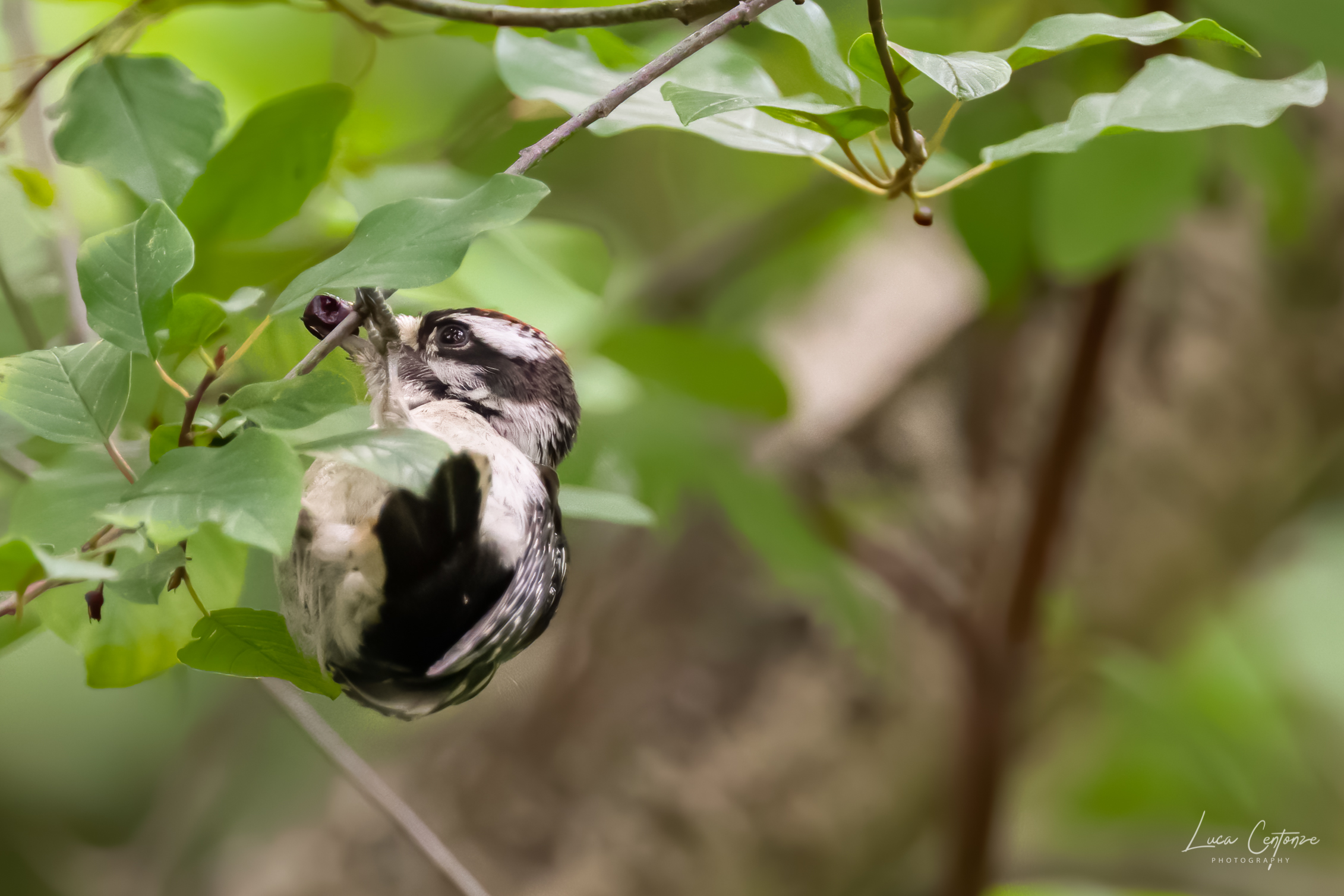 Downy Woodpecker, New York
