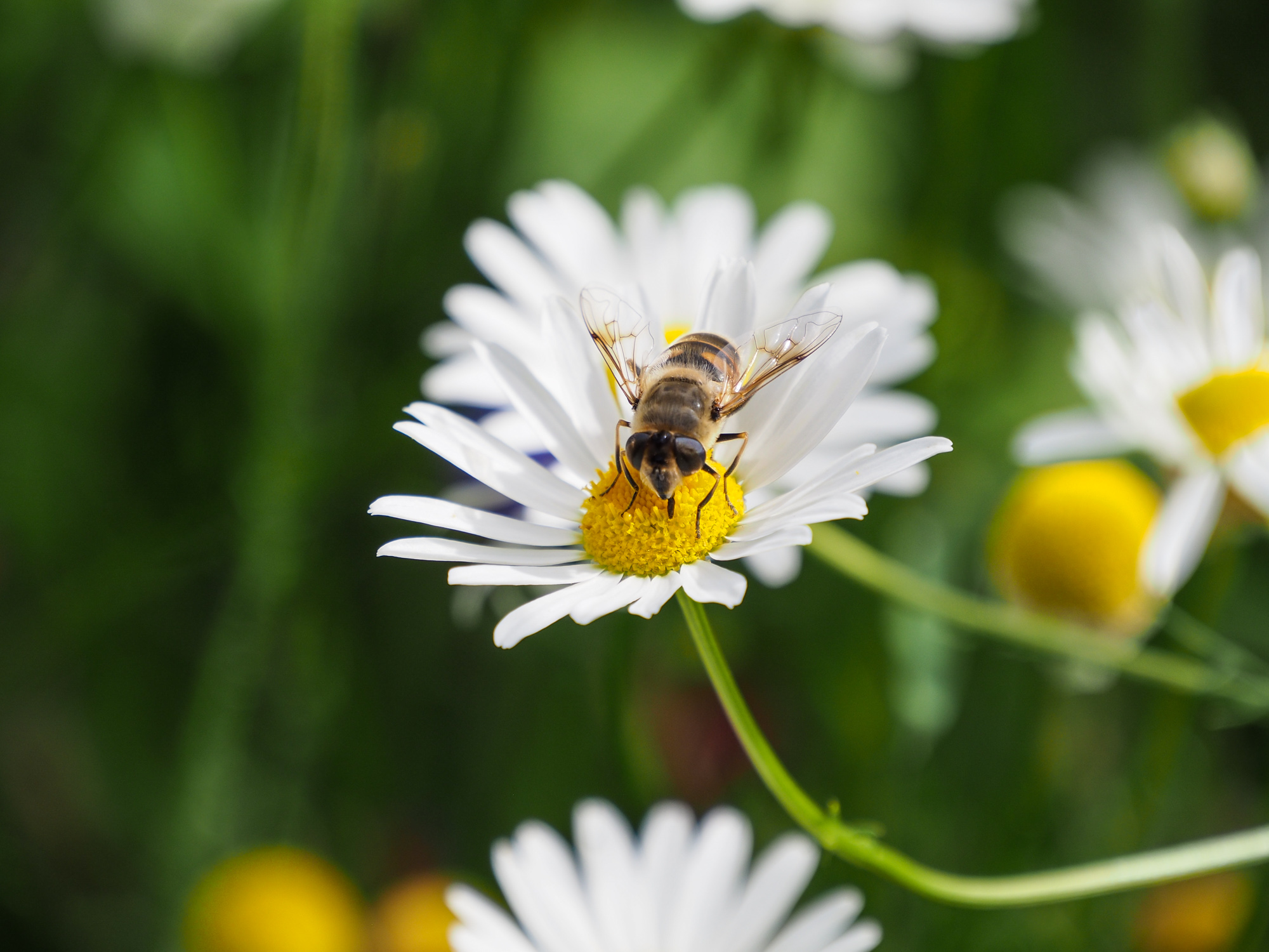 Bee on flower