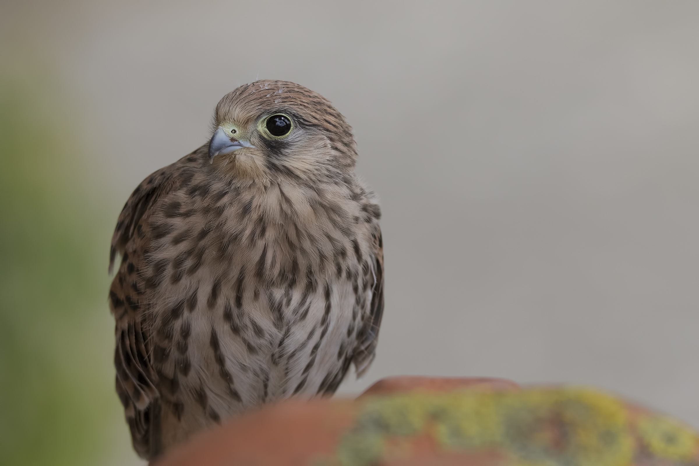 Giovane Gheppio wild a Km 0