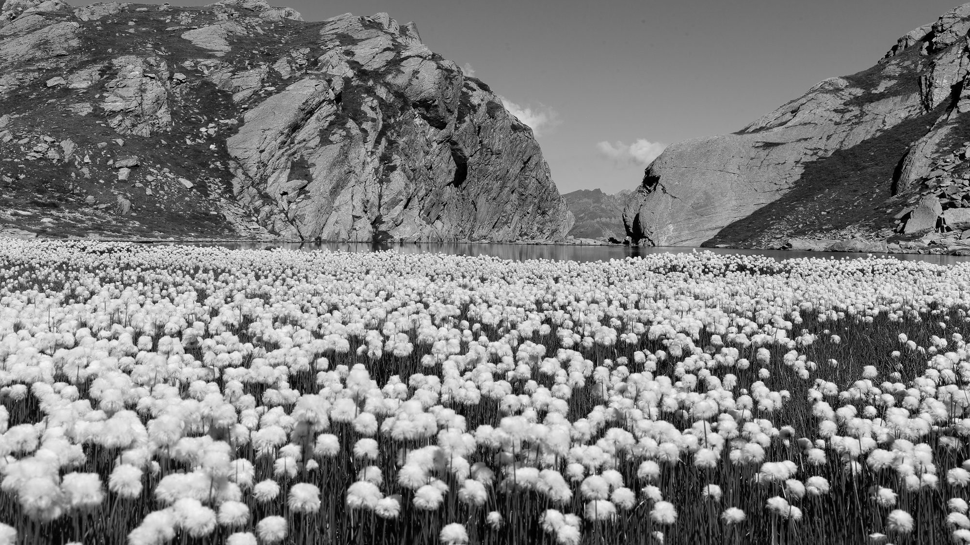 bivacco Gastaldi con eriofori
