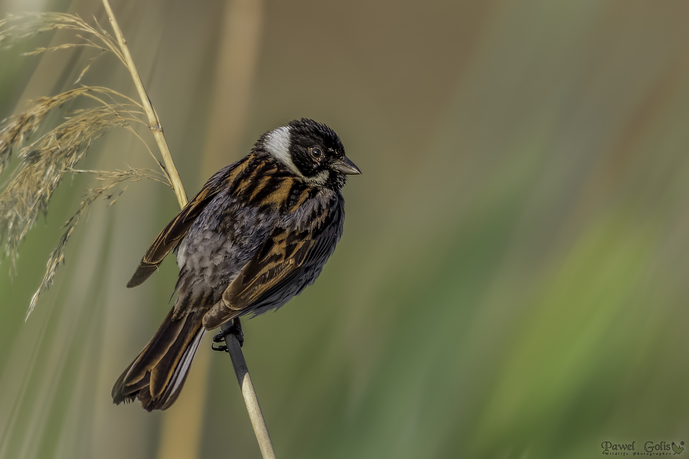 Pancia comune di canne (Emberiza schoeniclus)