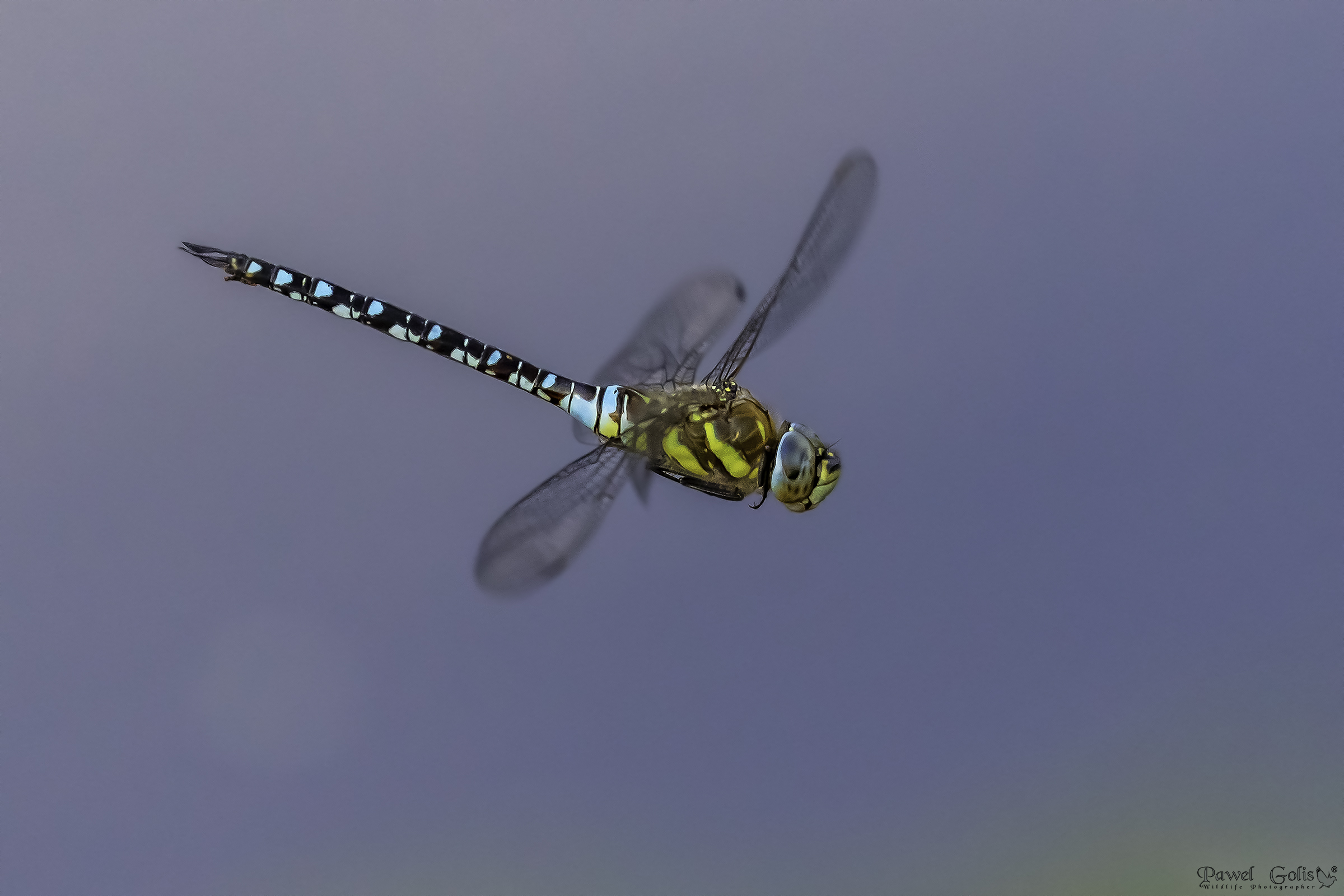 Ambulante migrante (aeshna mixta) in mosca