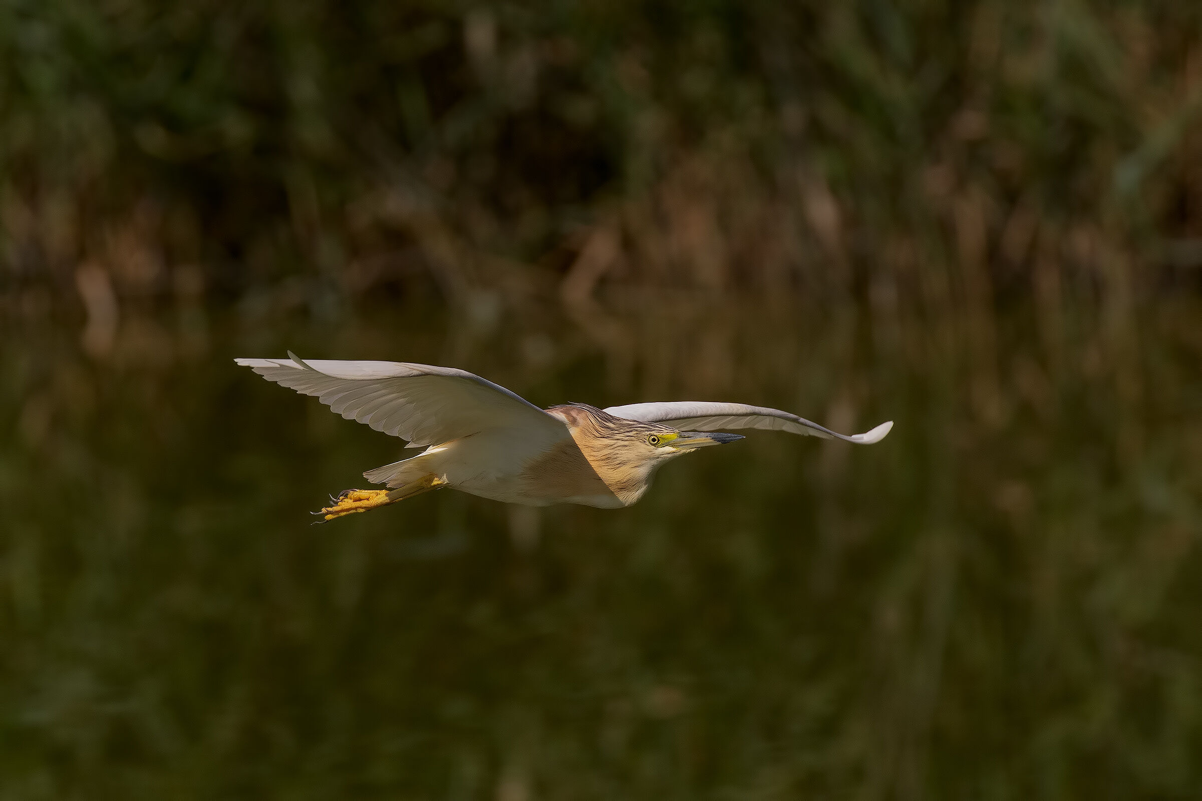 Sgarza Ciuffetto in Volo