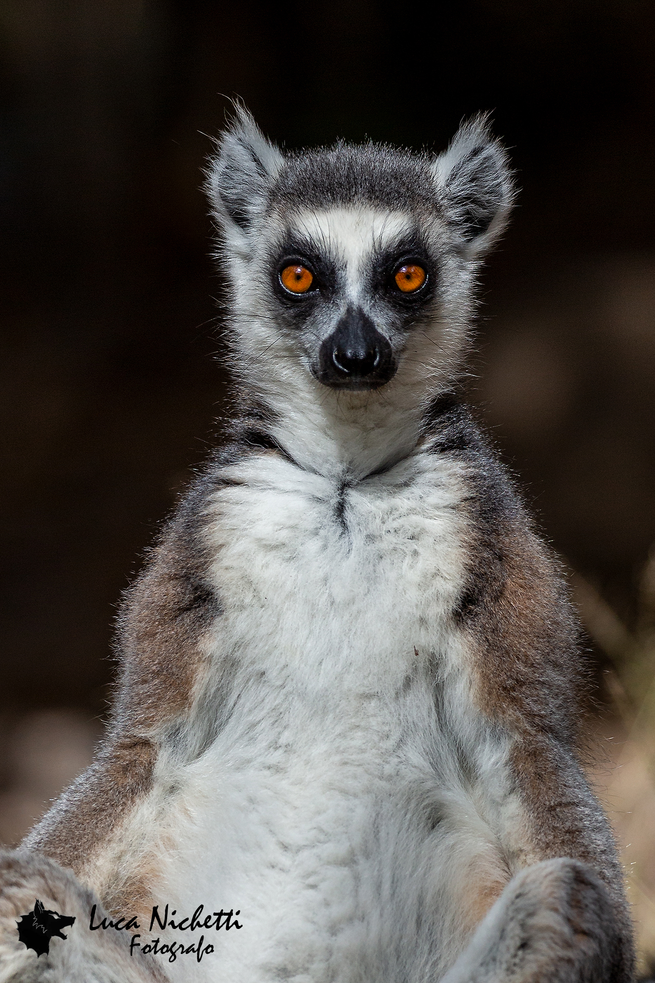 The king of lemurs