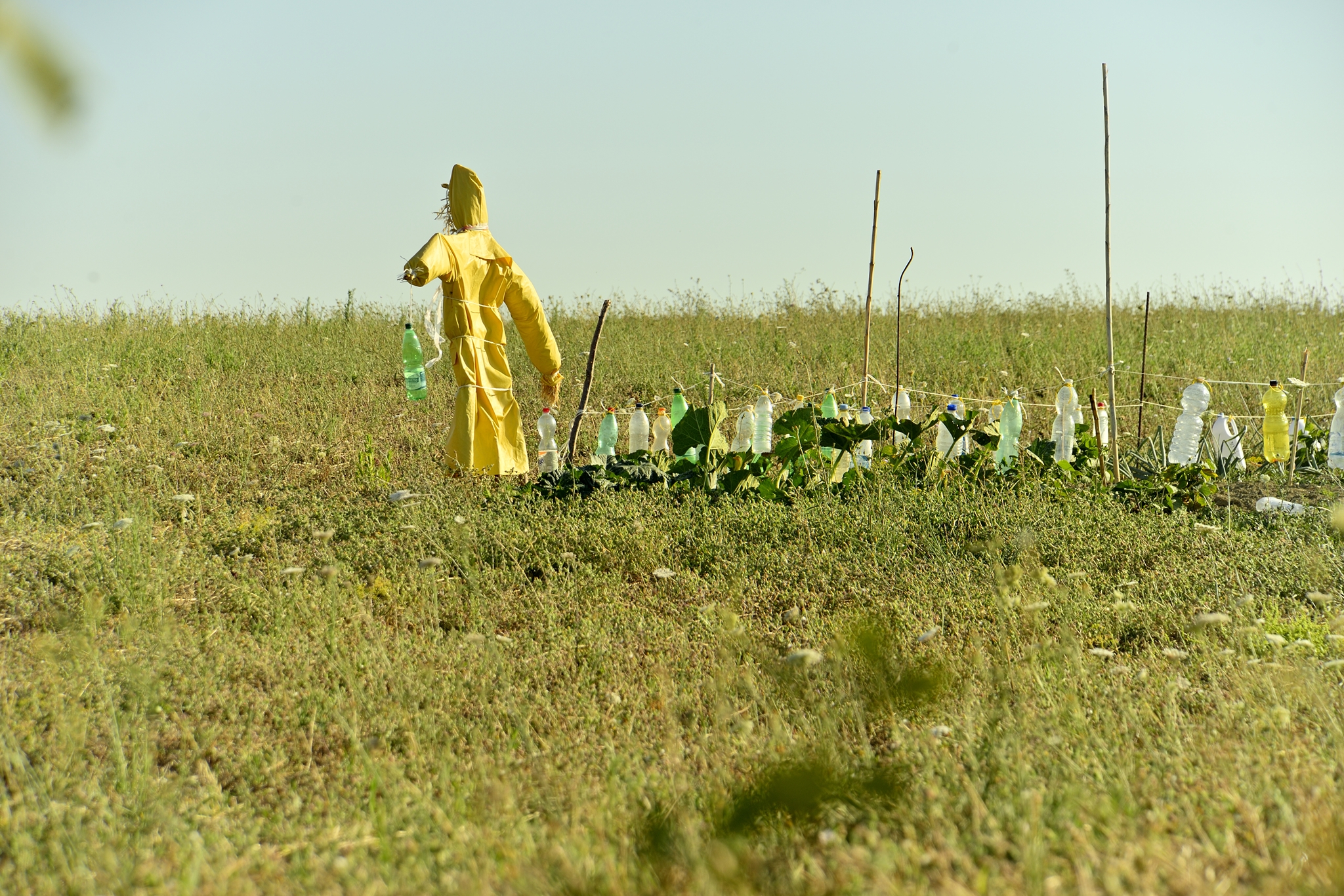 Avanti, miei prodi !