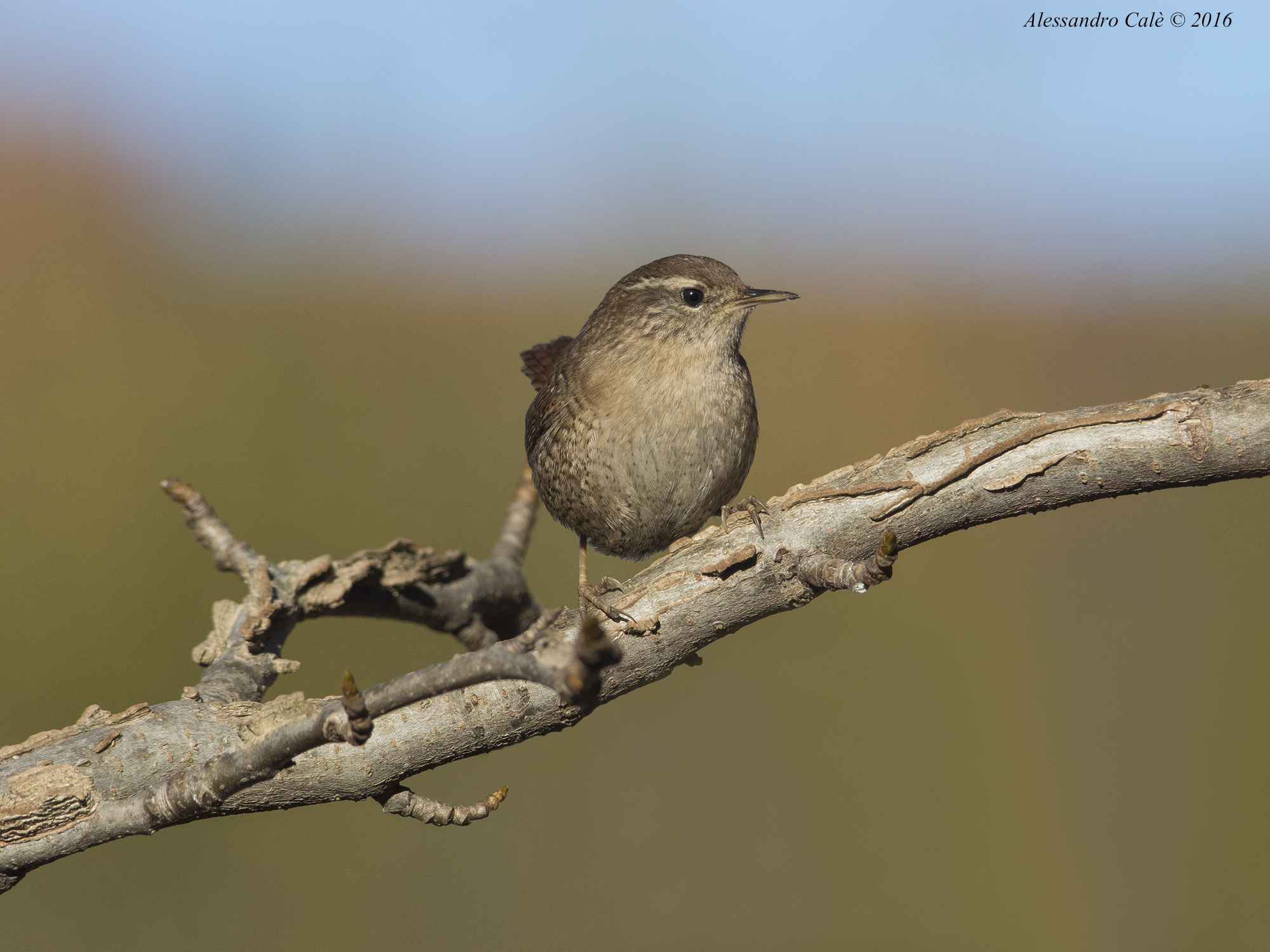 Troglodytes troglodytes (Scricciolo) 9254