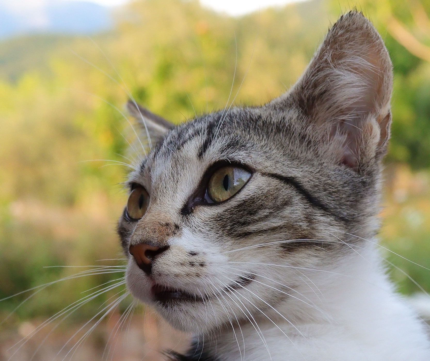 What a smart kitten.