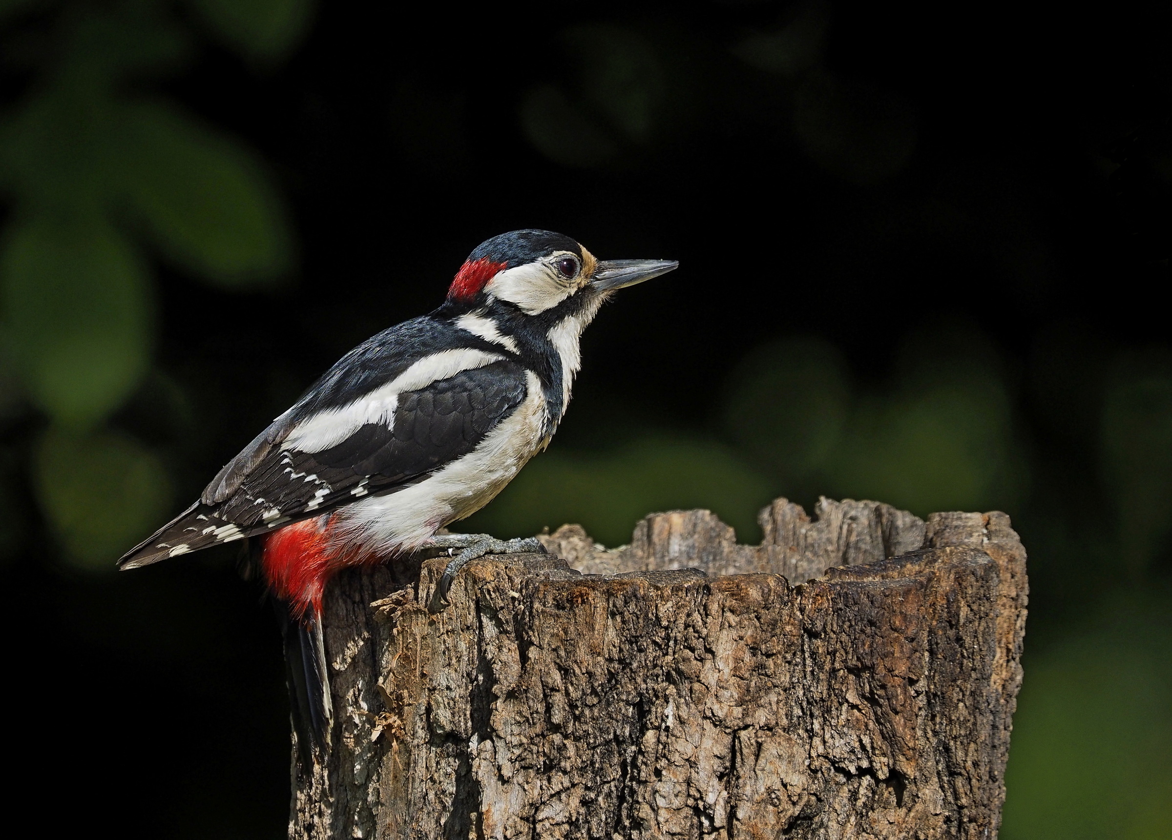 Picchio rosso maggiore