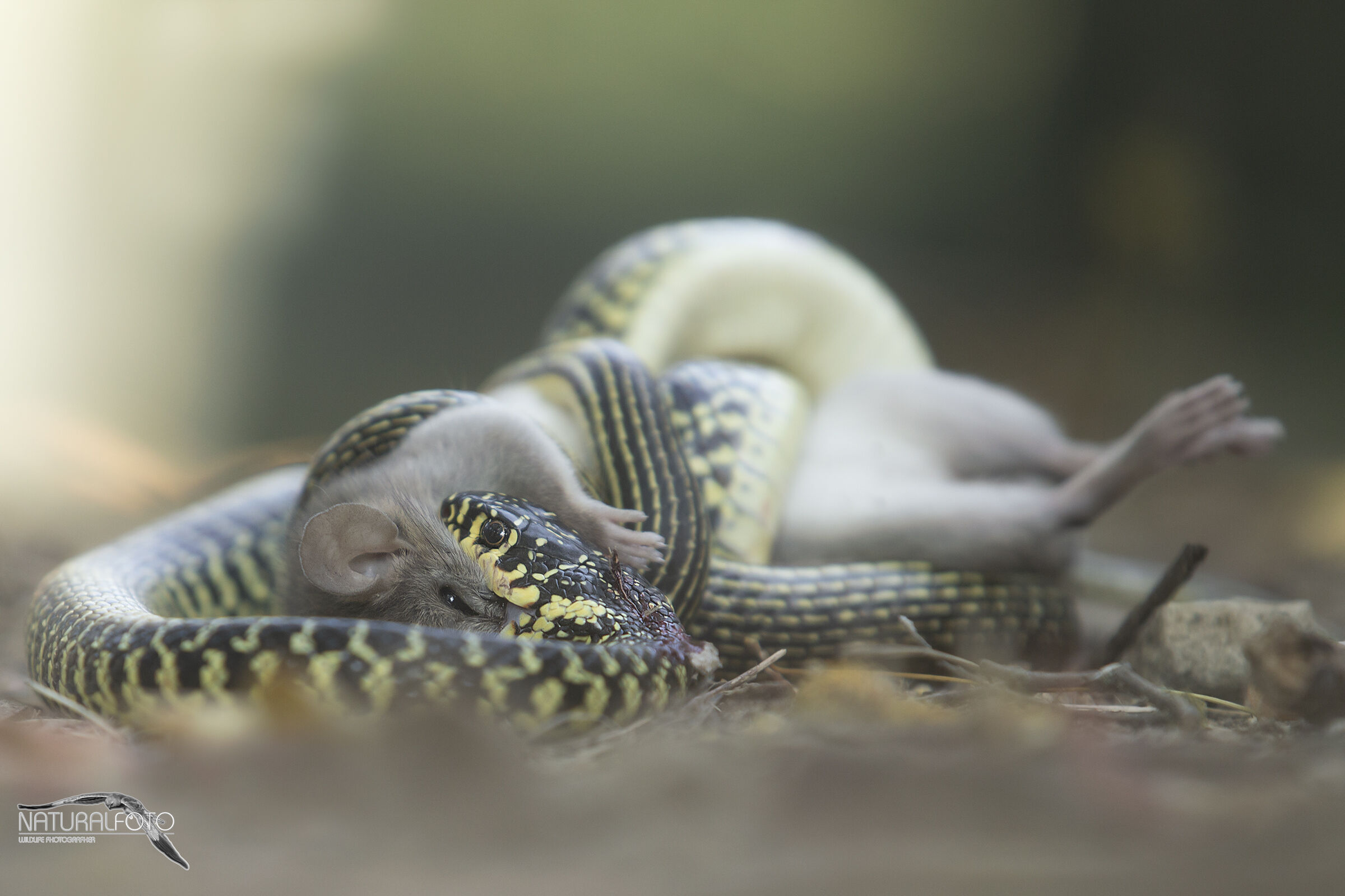 Bacio letale, Biacco Hierophis viridiflavus