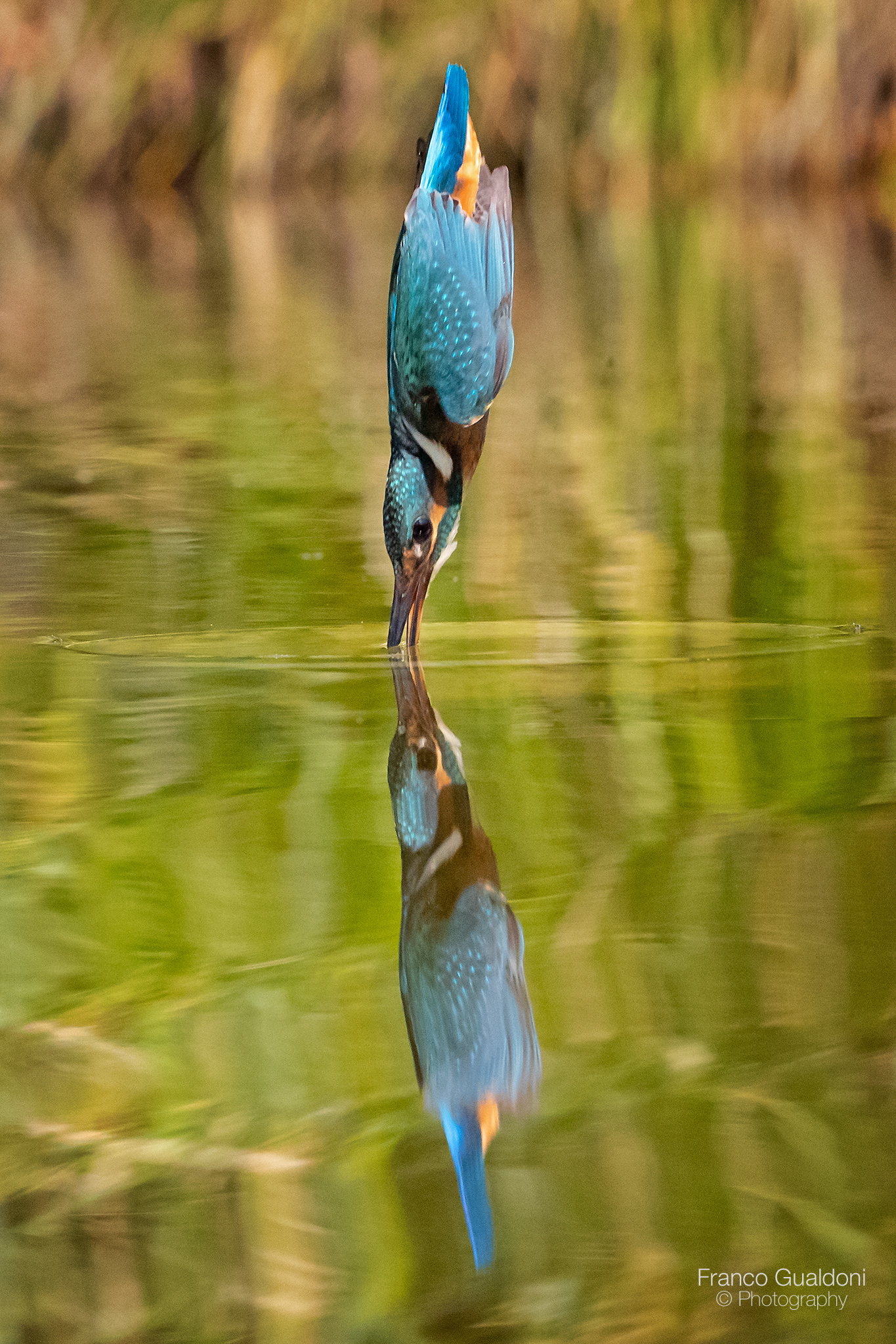 Kingfisher