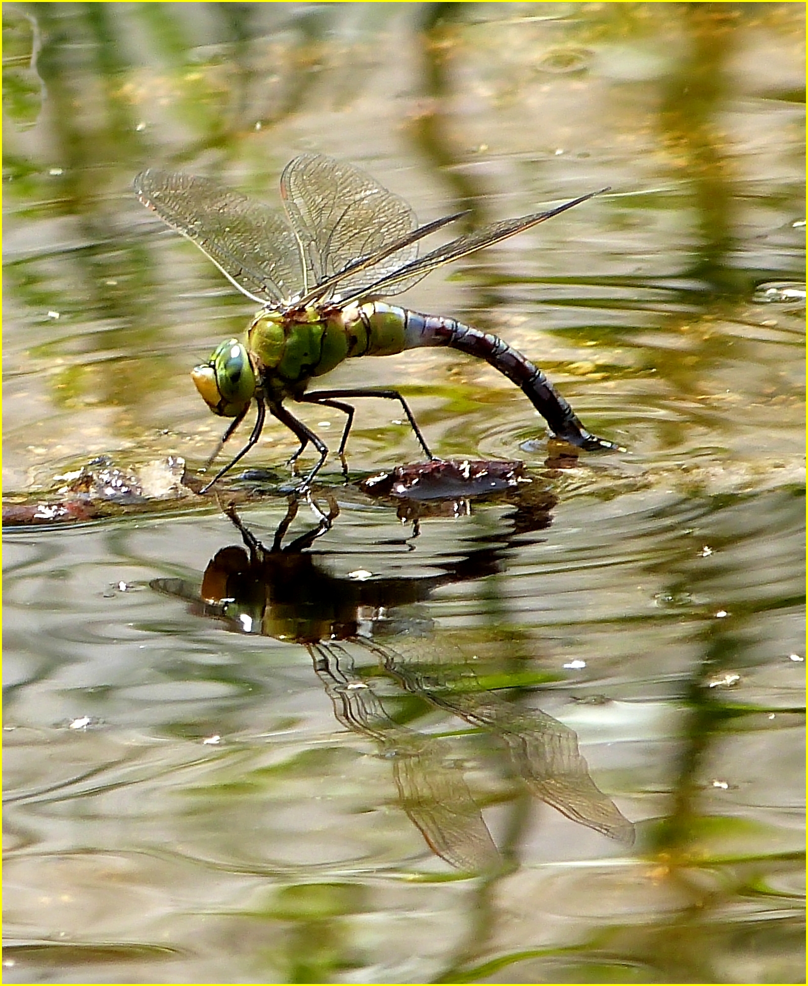 Riflesso........ ( Lumix fz48