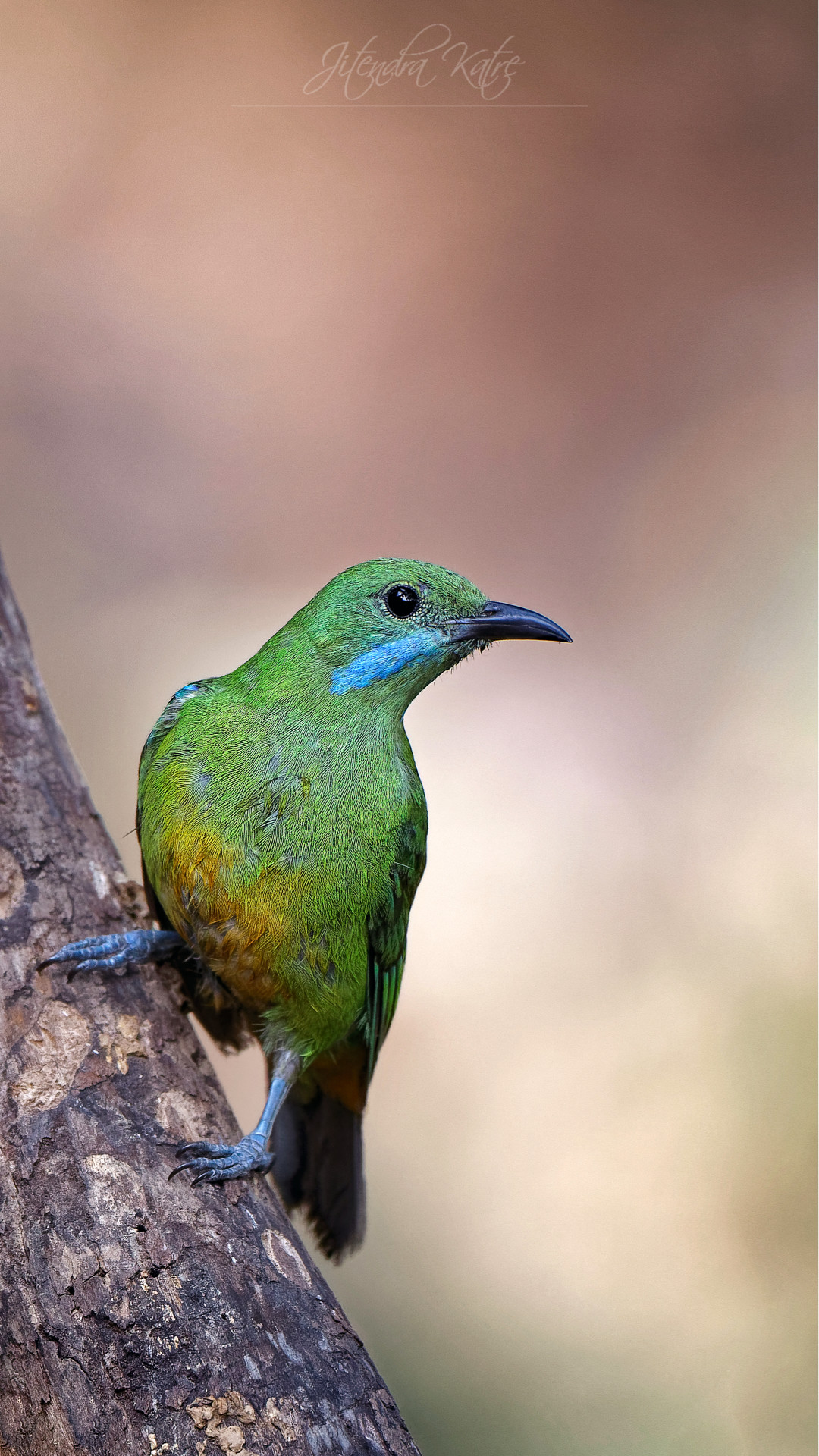 Uccello dalla foglia ventre arancione