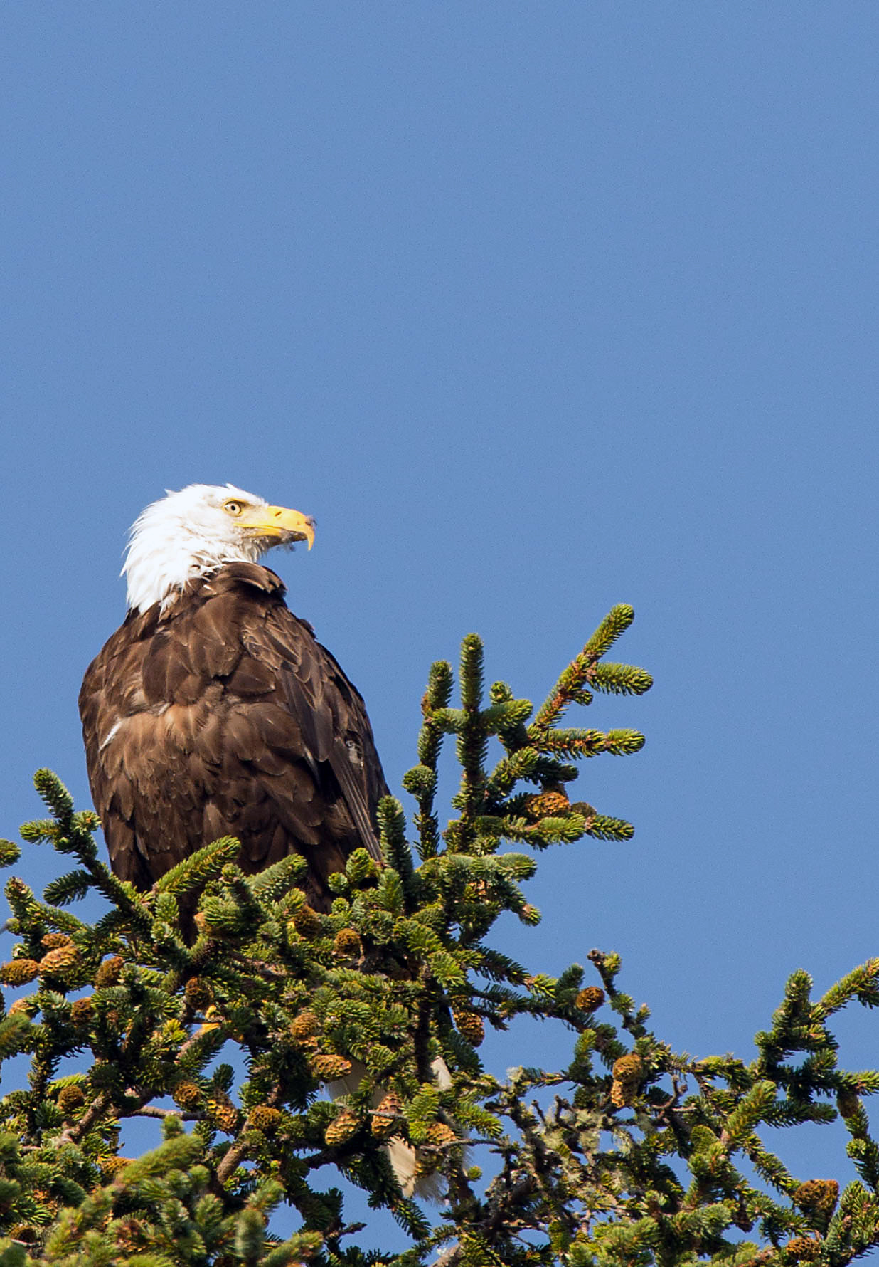 White-headed sea eagle