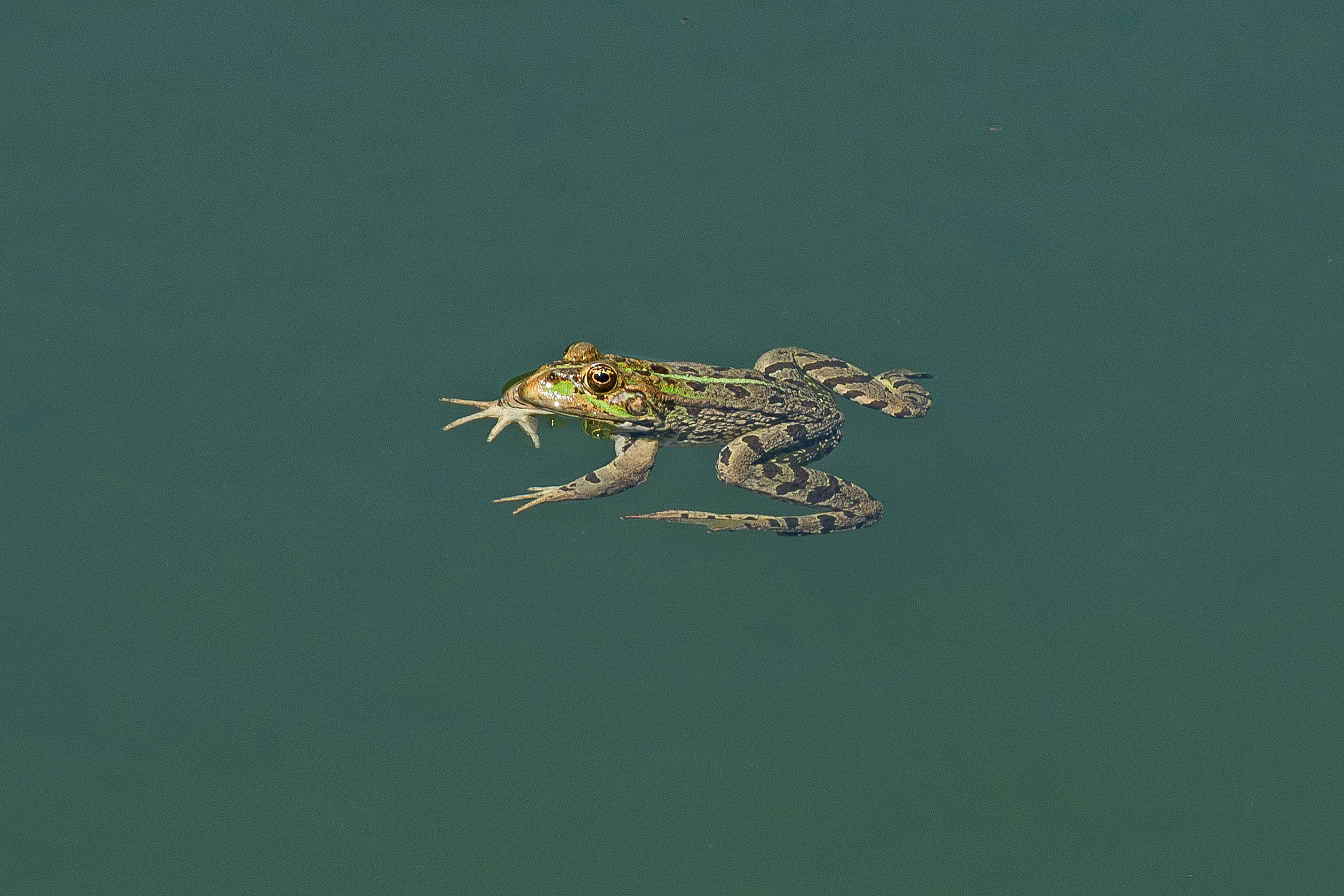 A pelo d'acqua