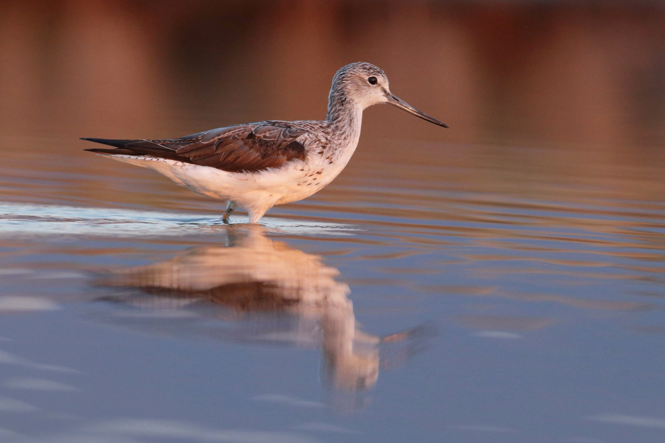 con l'alba negli occhi