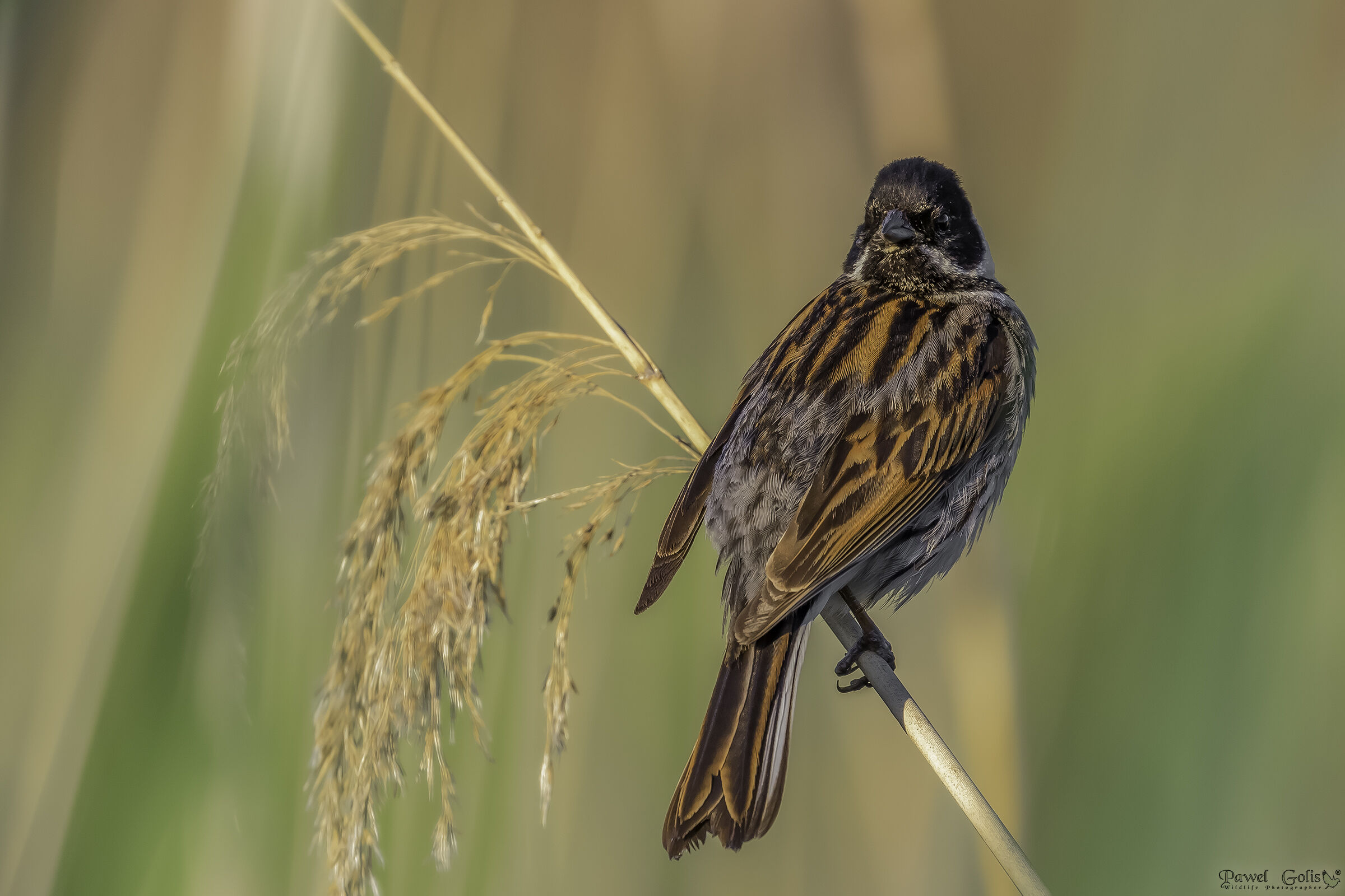 Pancia comune di canne (Emberiza schoeniclus)