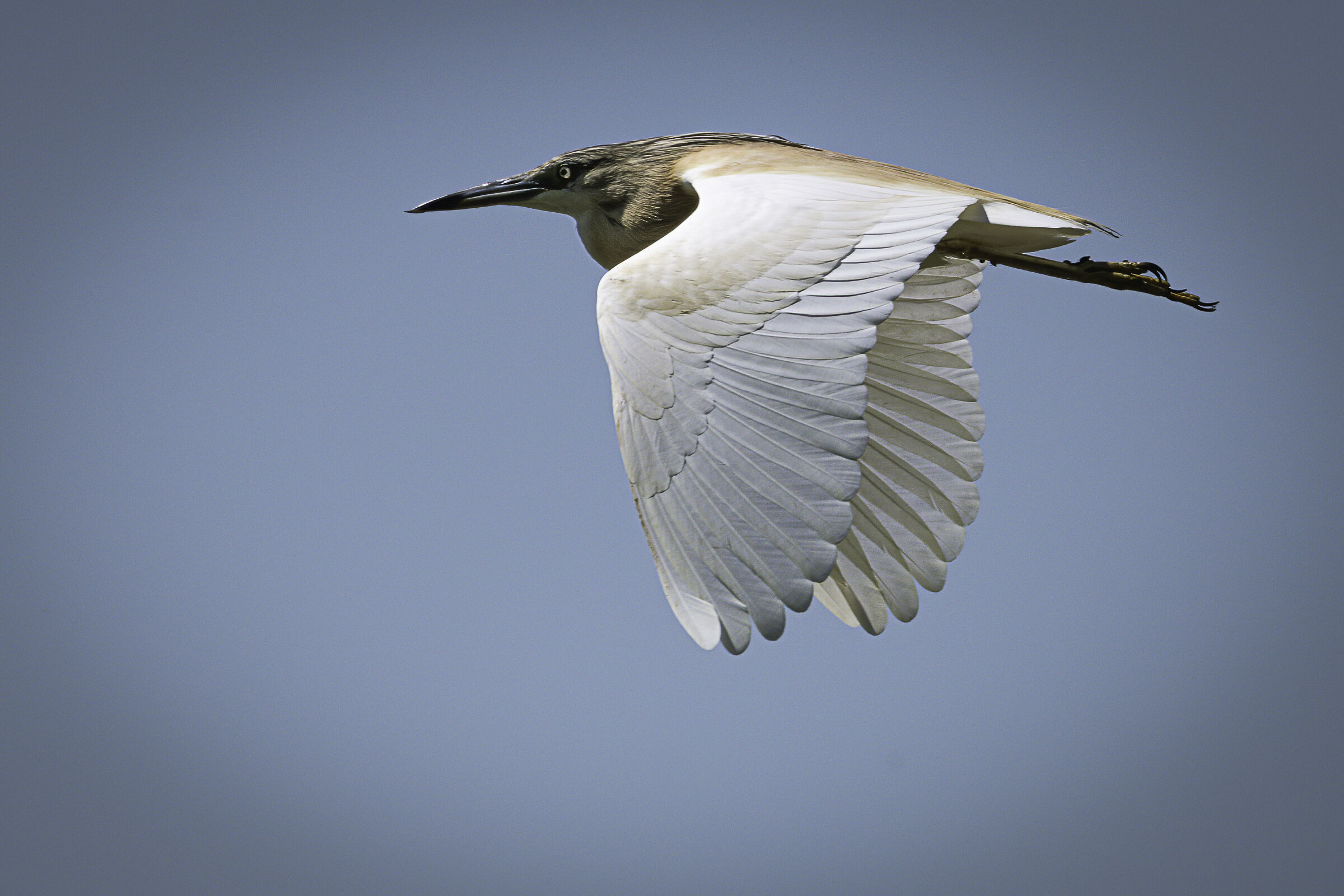 Sgarza ciuffetto in volo n.3