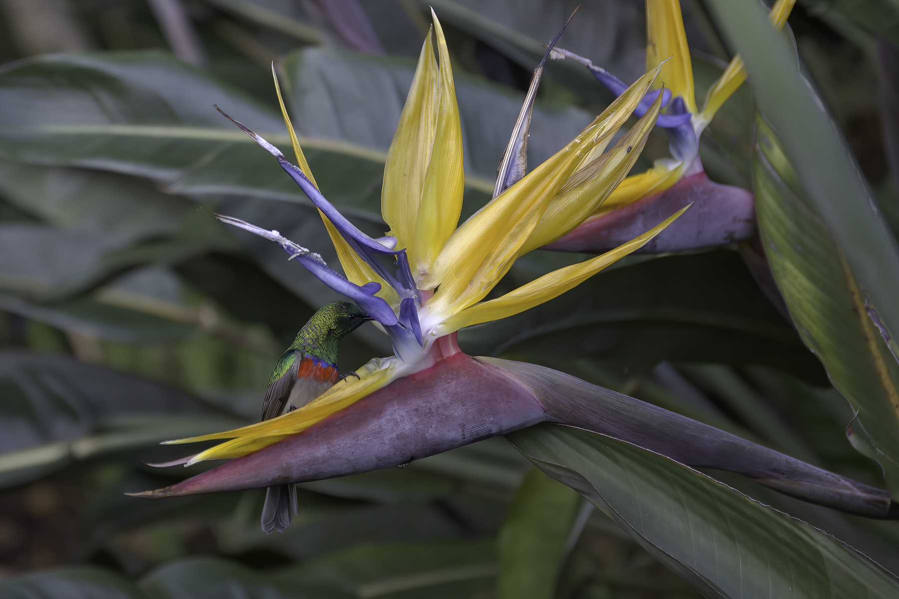 The bird of paradise.