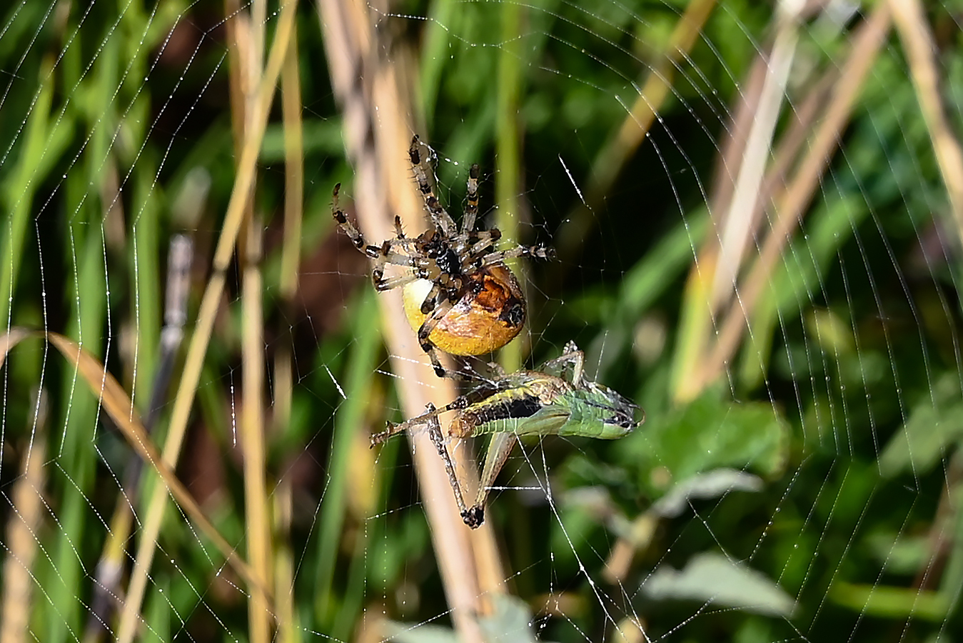 Anche oggi si mangia - 1