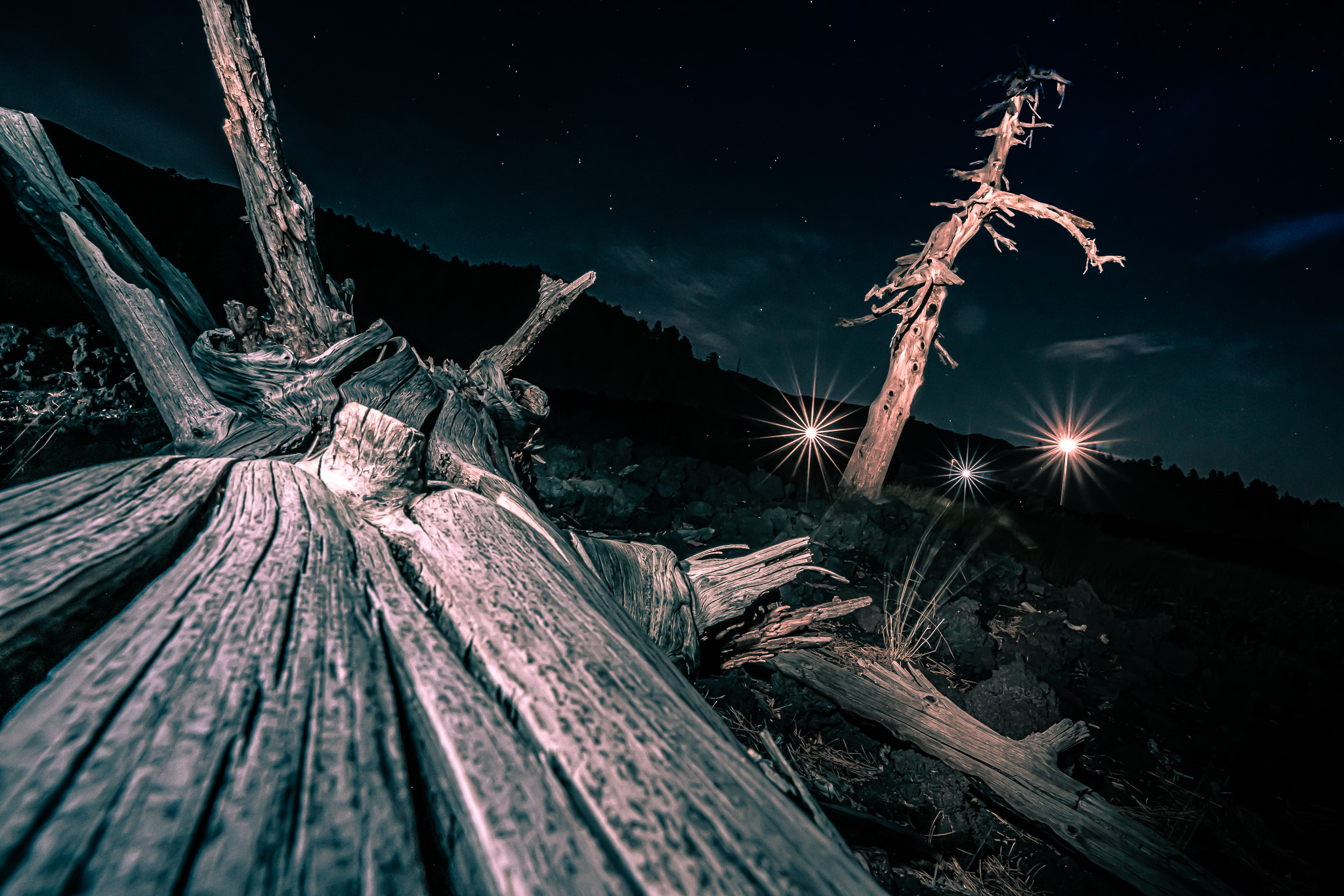 Gli alberi fantasma di Piano Provenzana