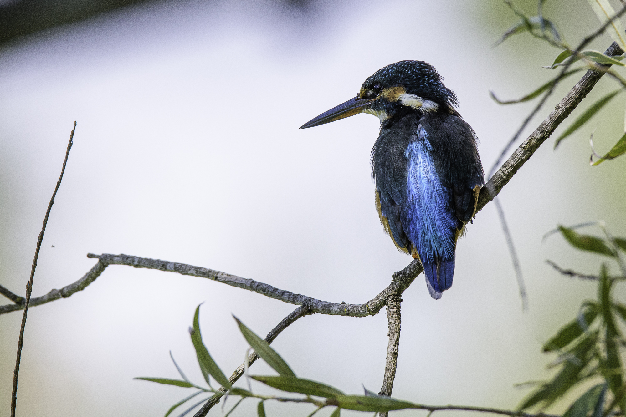 Martin in pictorial form