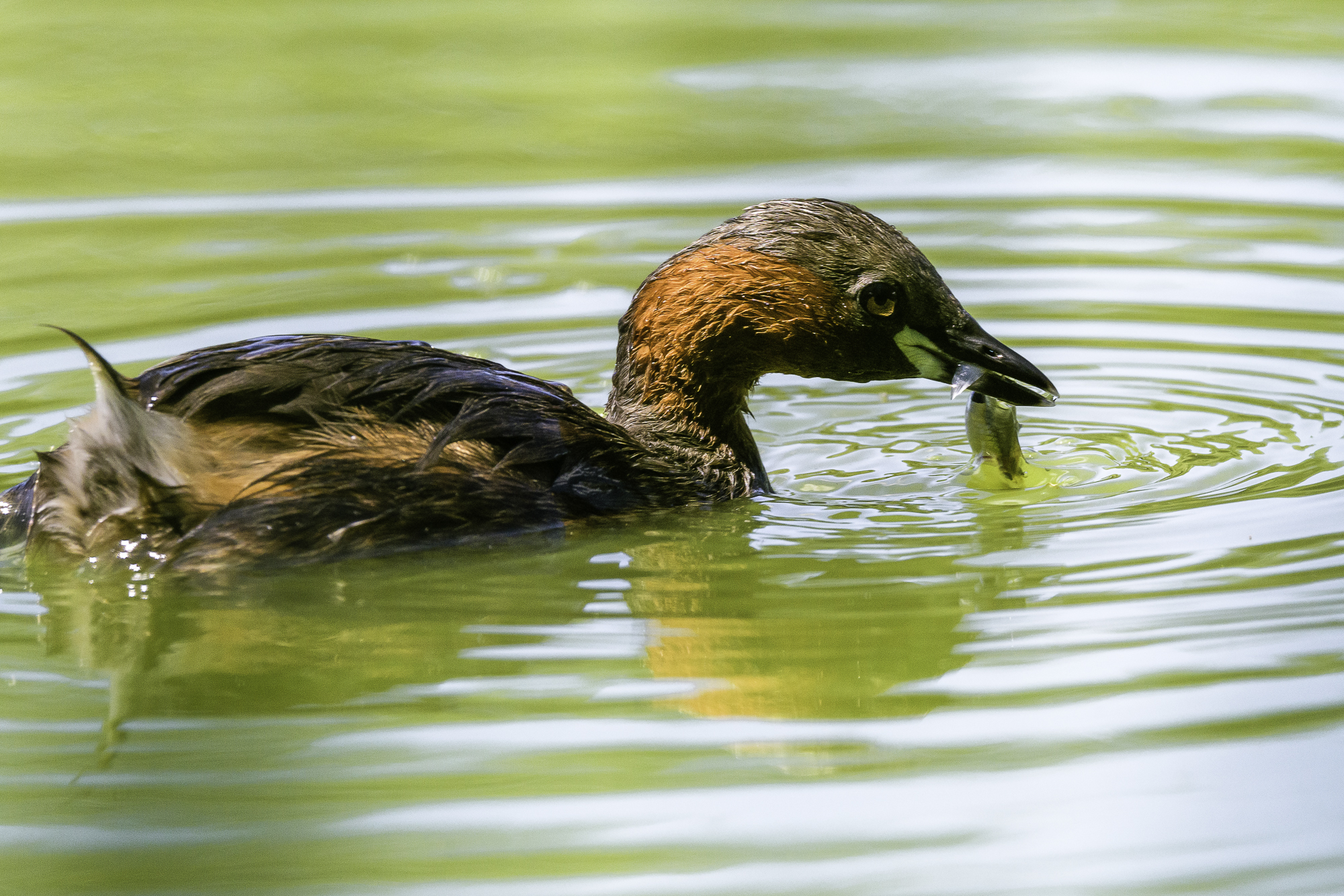 The Tuff and the little fish
