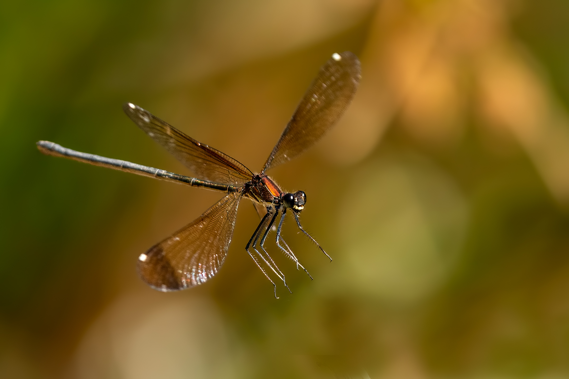 Calopteryx haemorroidalis femmina - fase di atterraggio