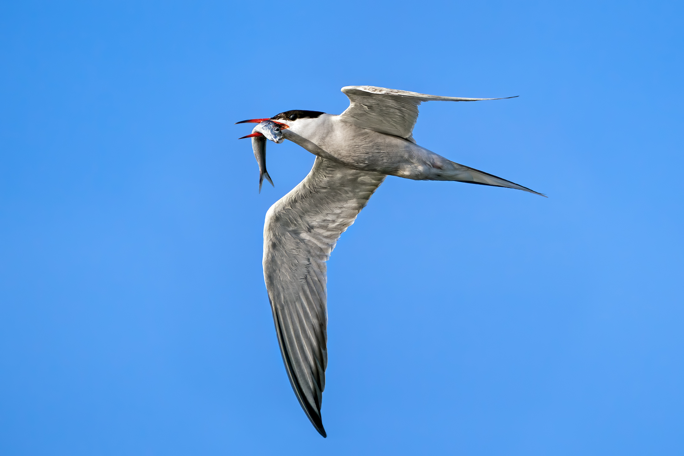 Di ritorno dal mare - Sterna comune con imbeccata