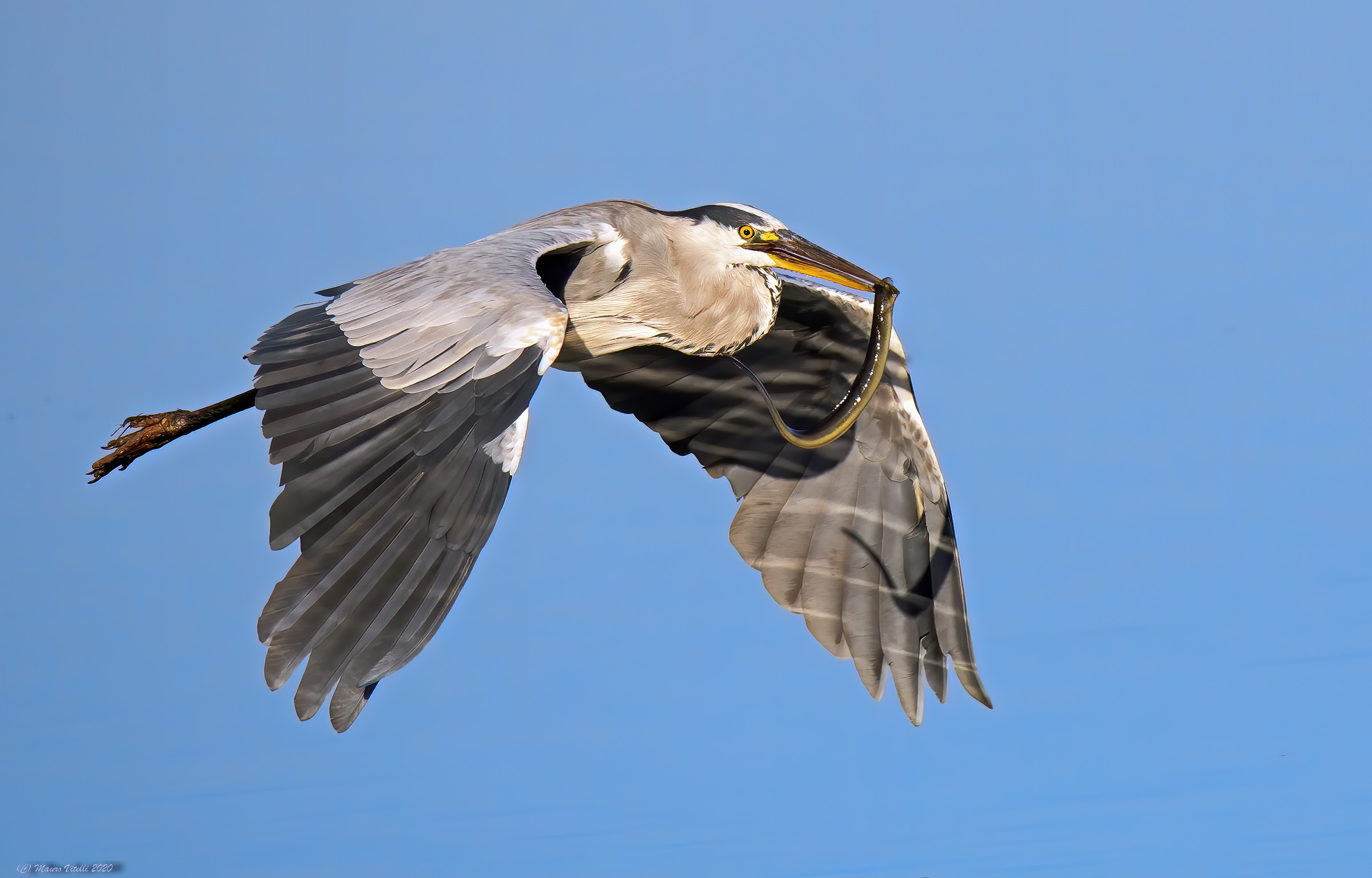 Heron Ash (Ardea Cinerea)