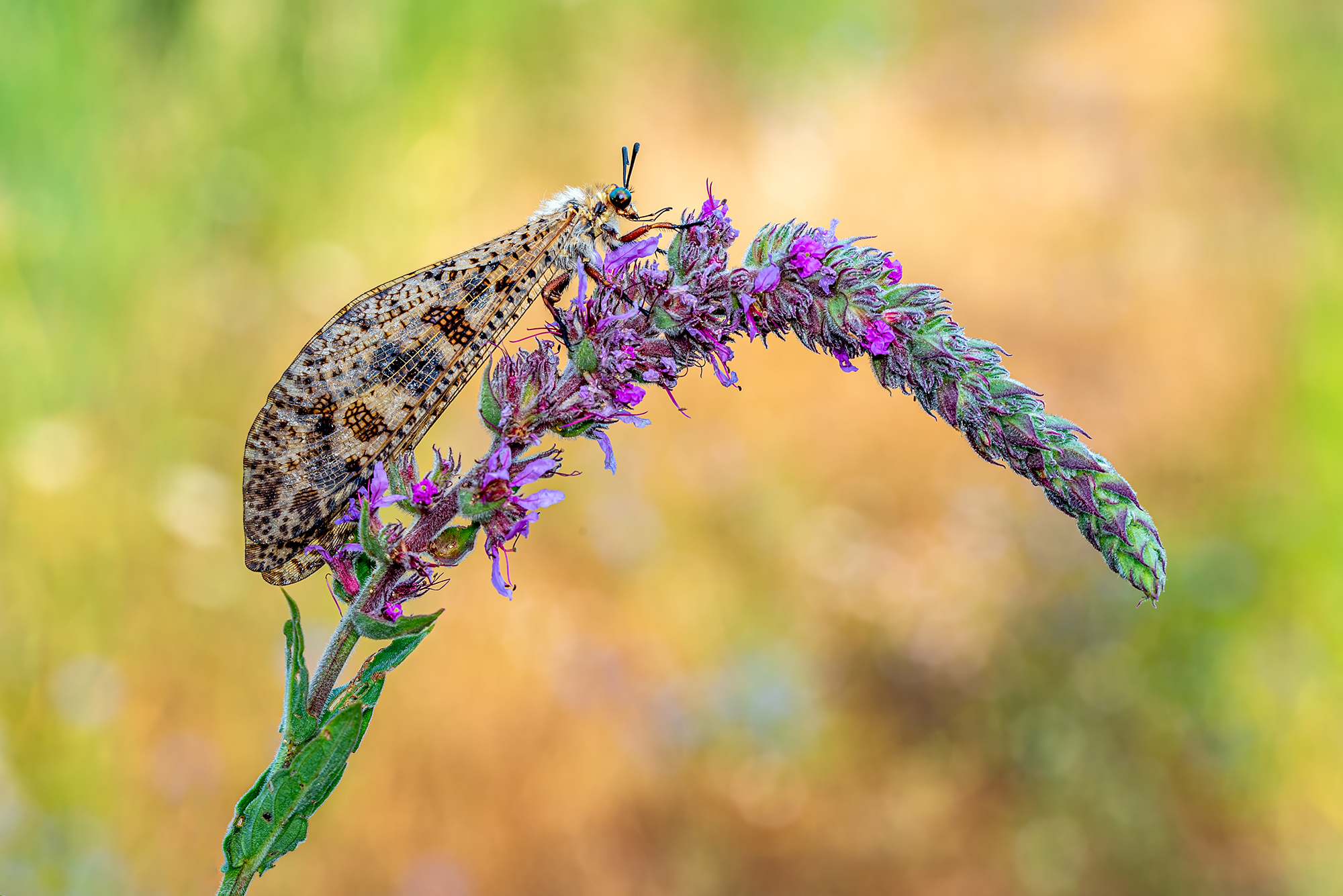 Palpares libelloides