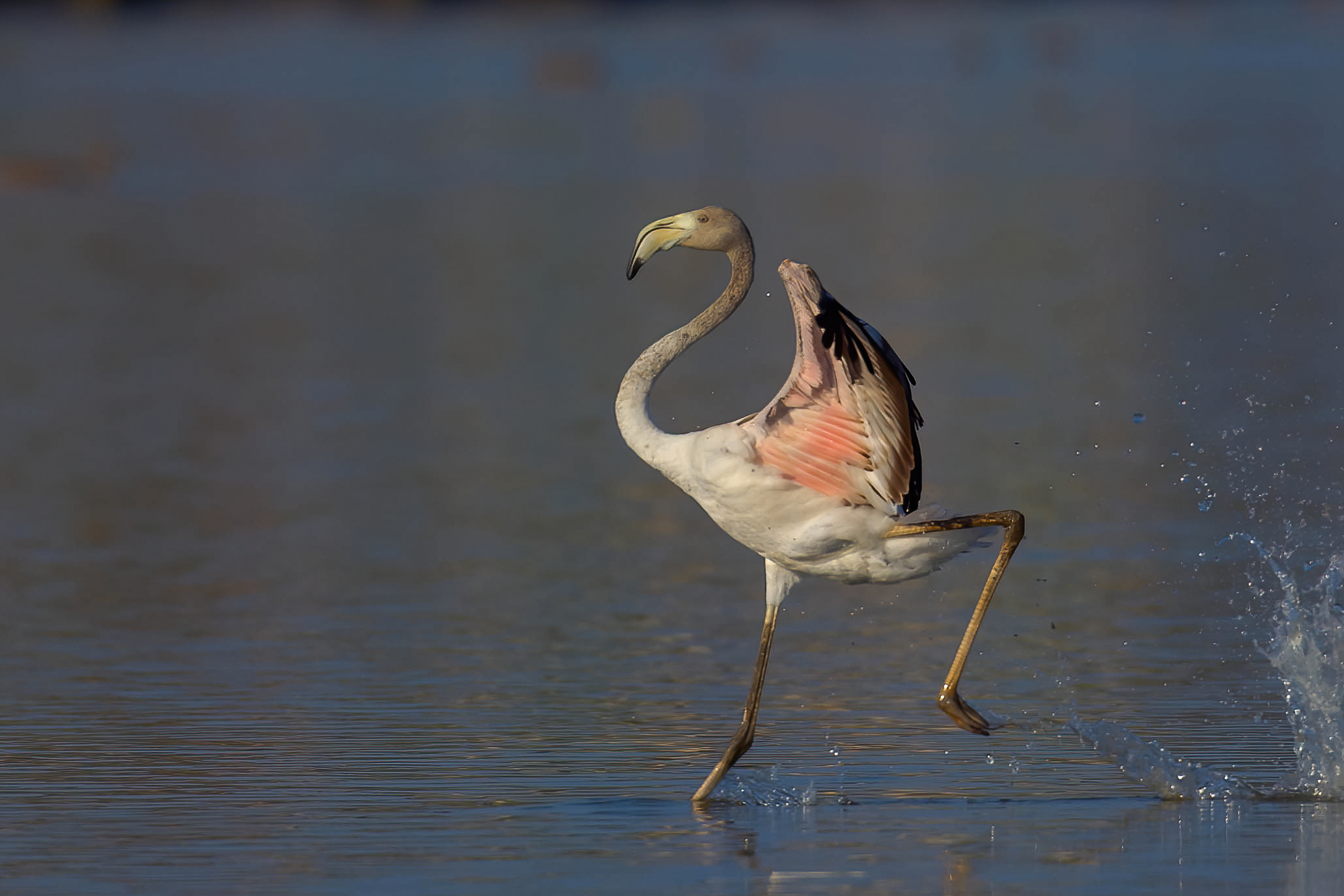 L'arrivo del giovane