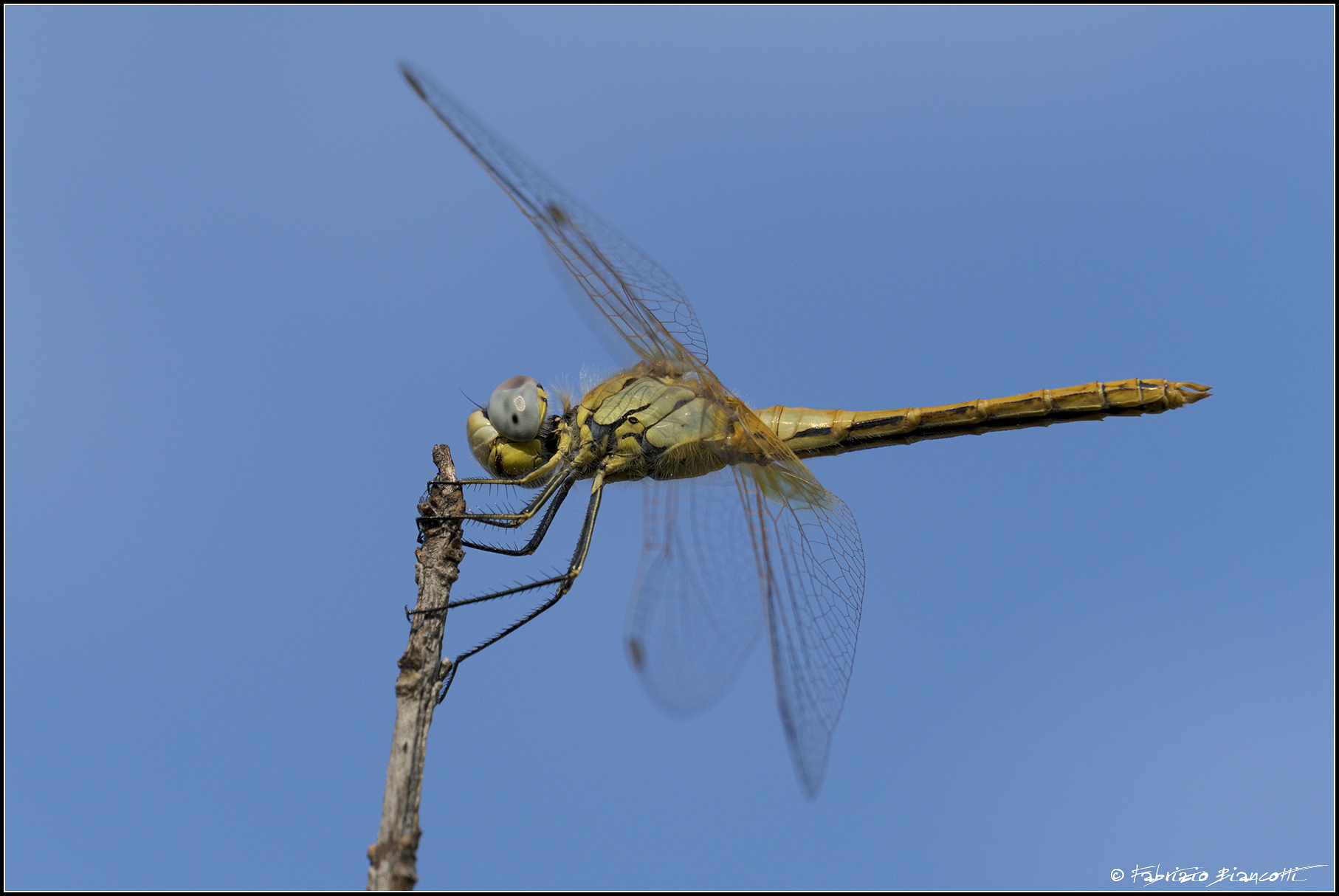 Libellula di Montagna