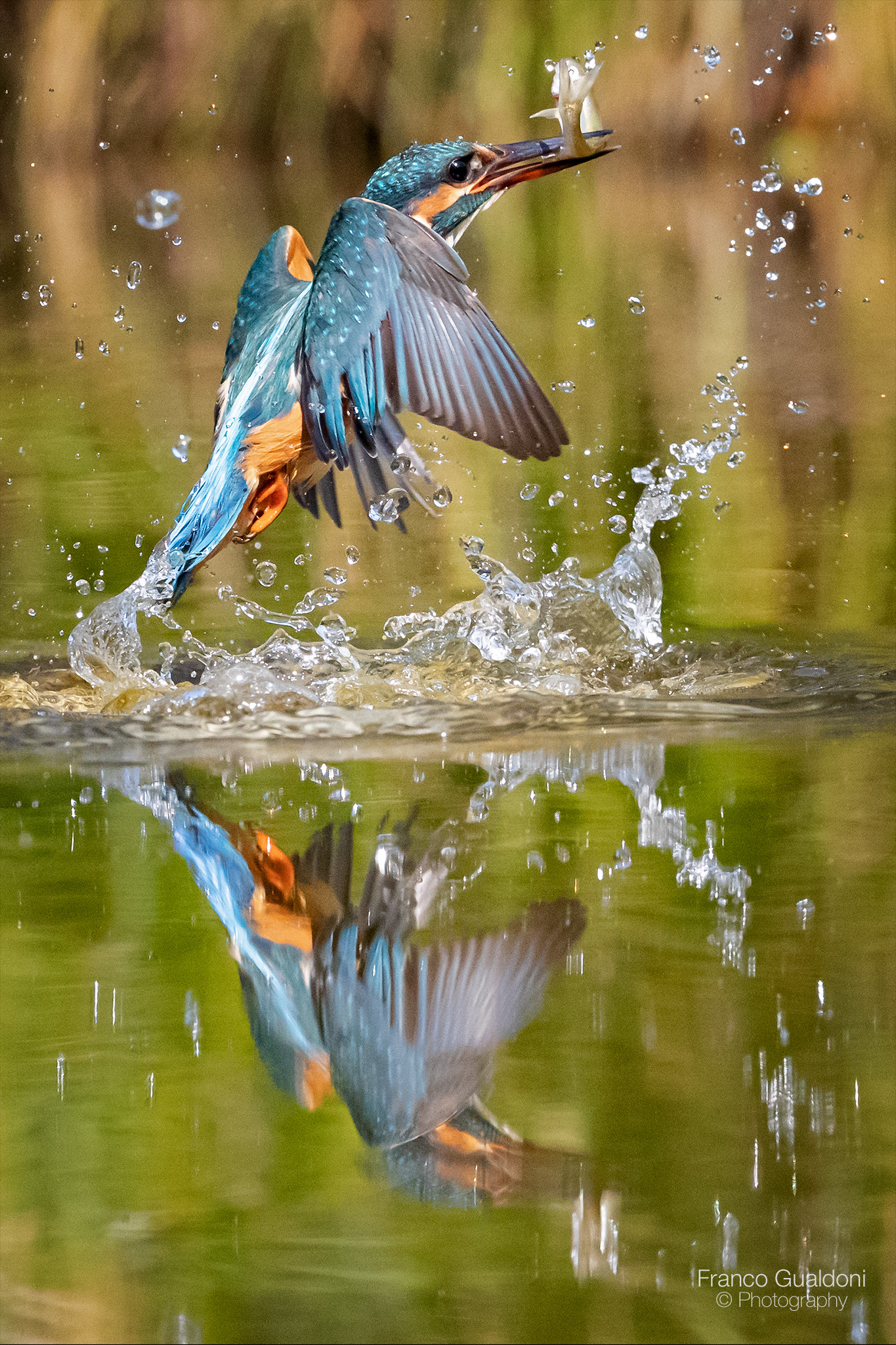 Kingfisher