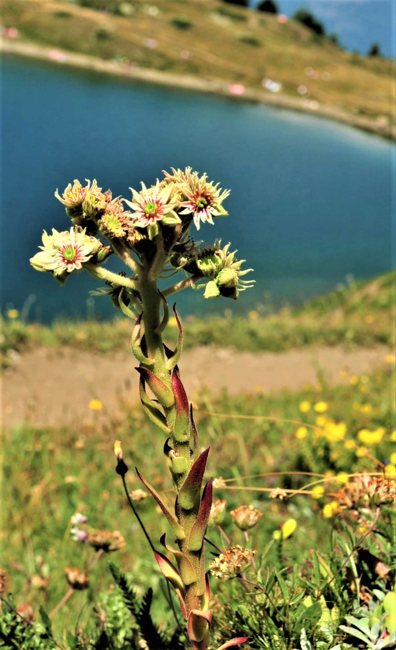 Sempervivum grandiflorum