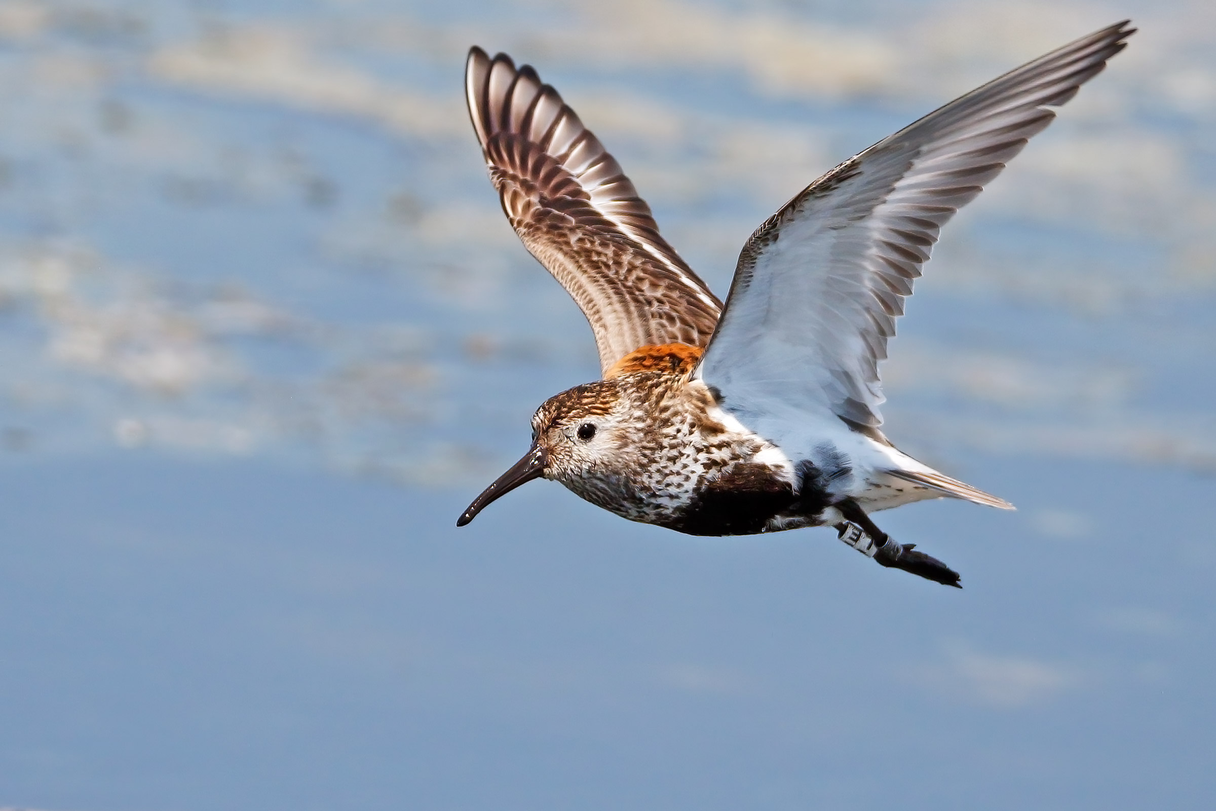 Piovanello pancianera