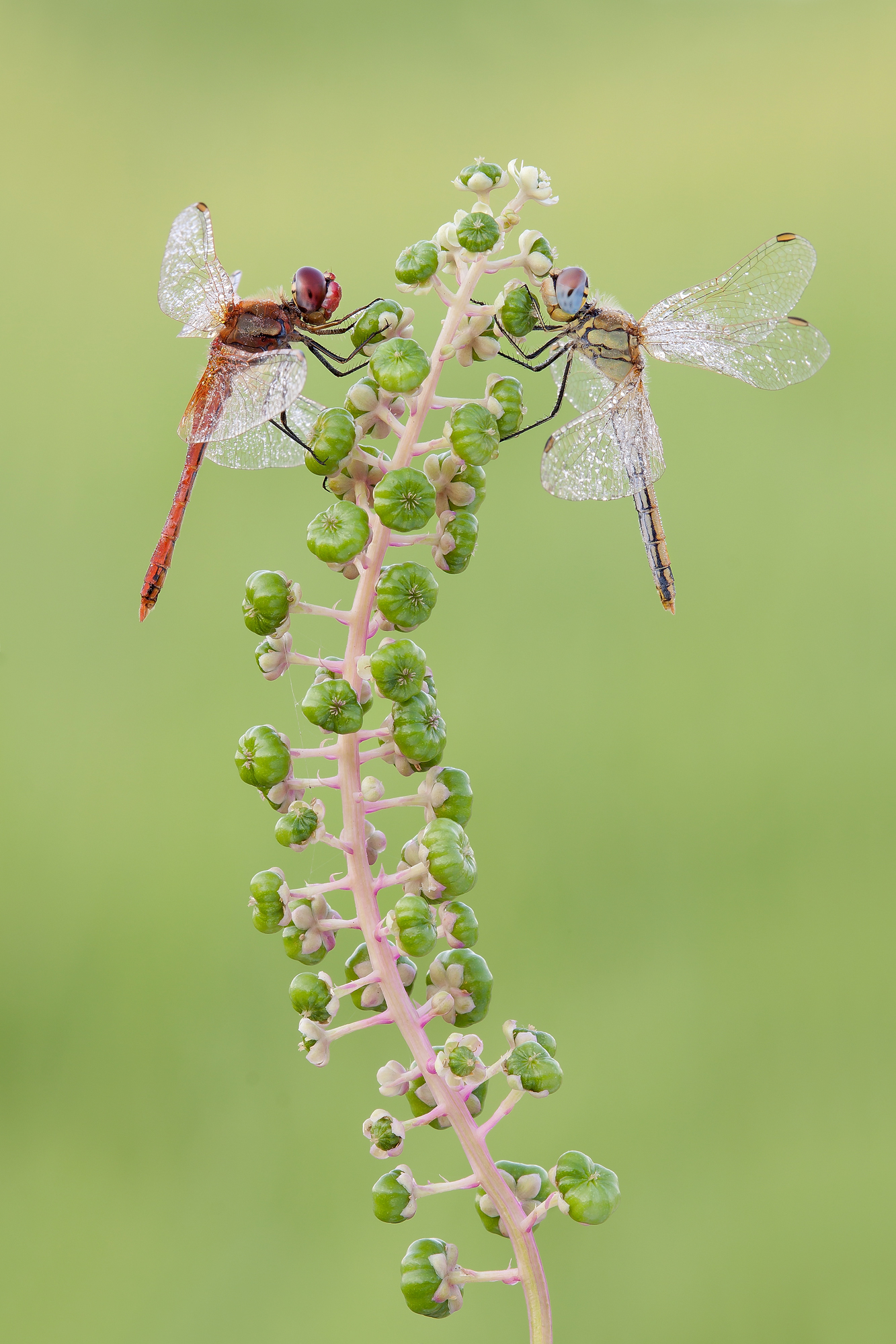 Sympetrum Fonscolombii, maschio e femmina