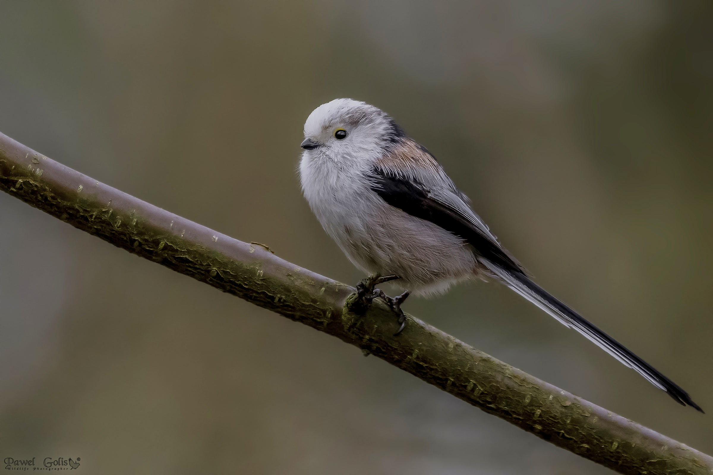 Bushtit dalla coda lunga (Aegithalos caudatus)