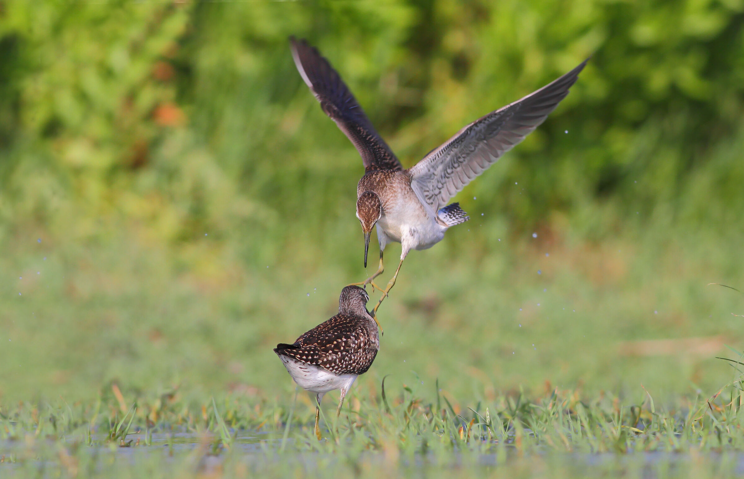 PP boscherecci in lite
