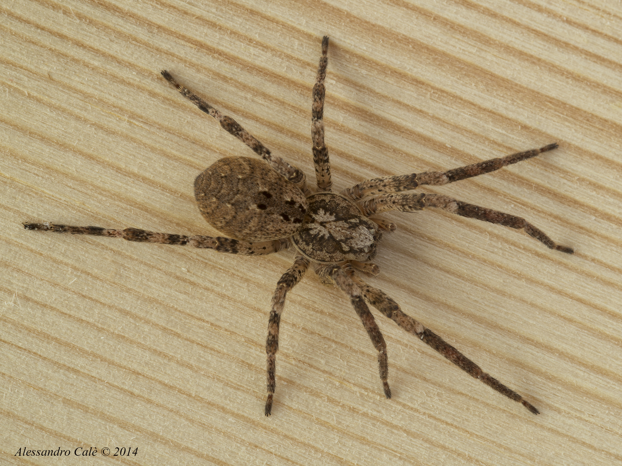 zoropsis spinimana 8766