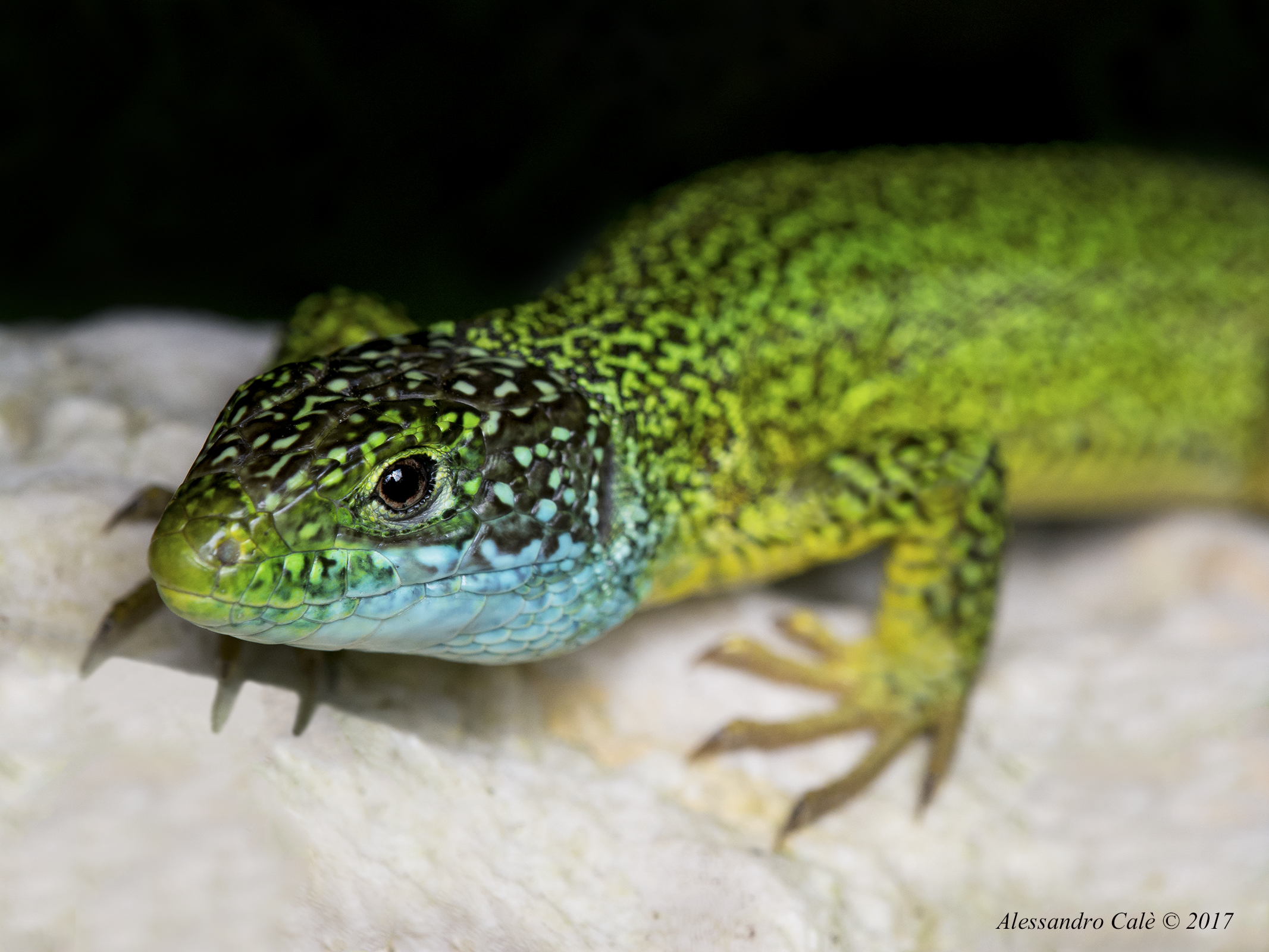 Lacerta bilineata (Ramarro) 0062