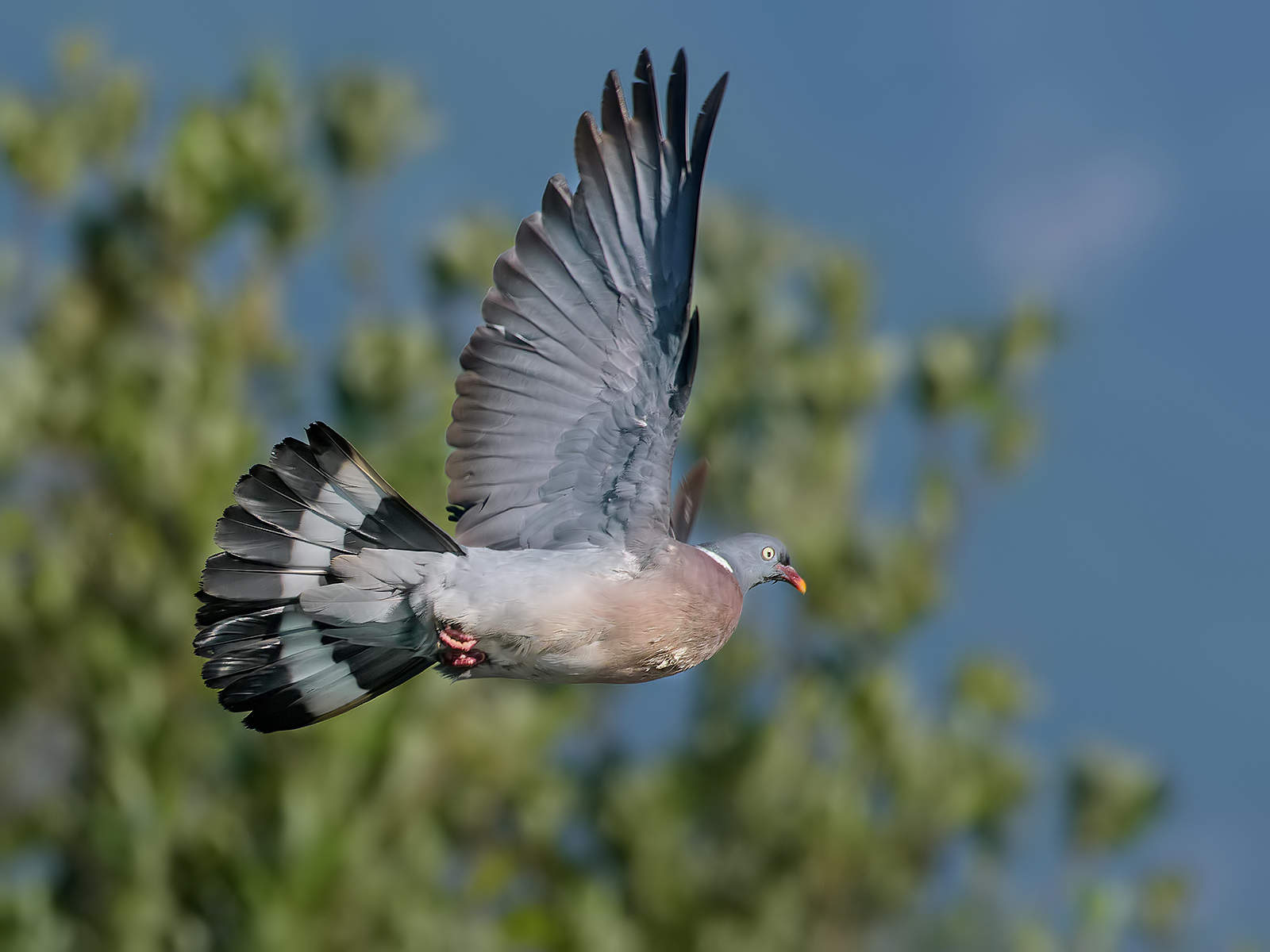 Dove (Columba palumbus)