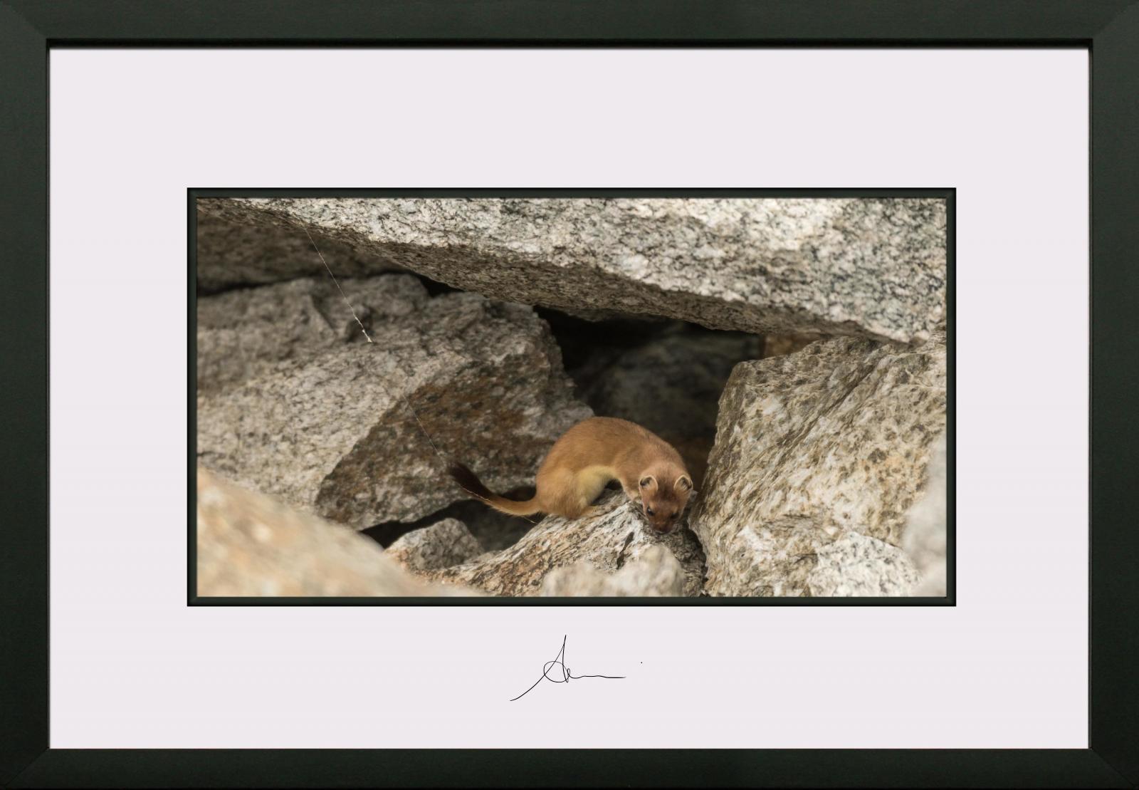 ermine in the great paradise