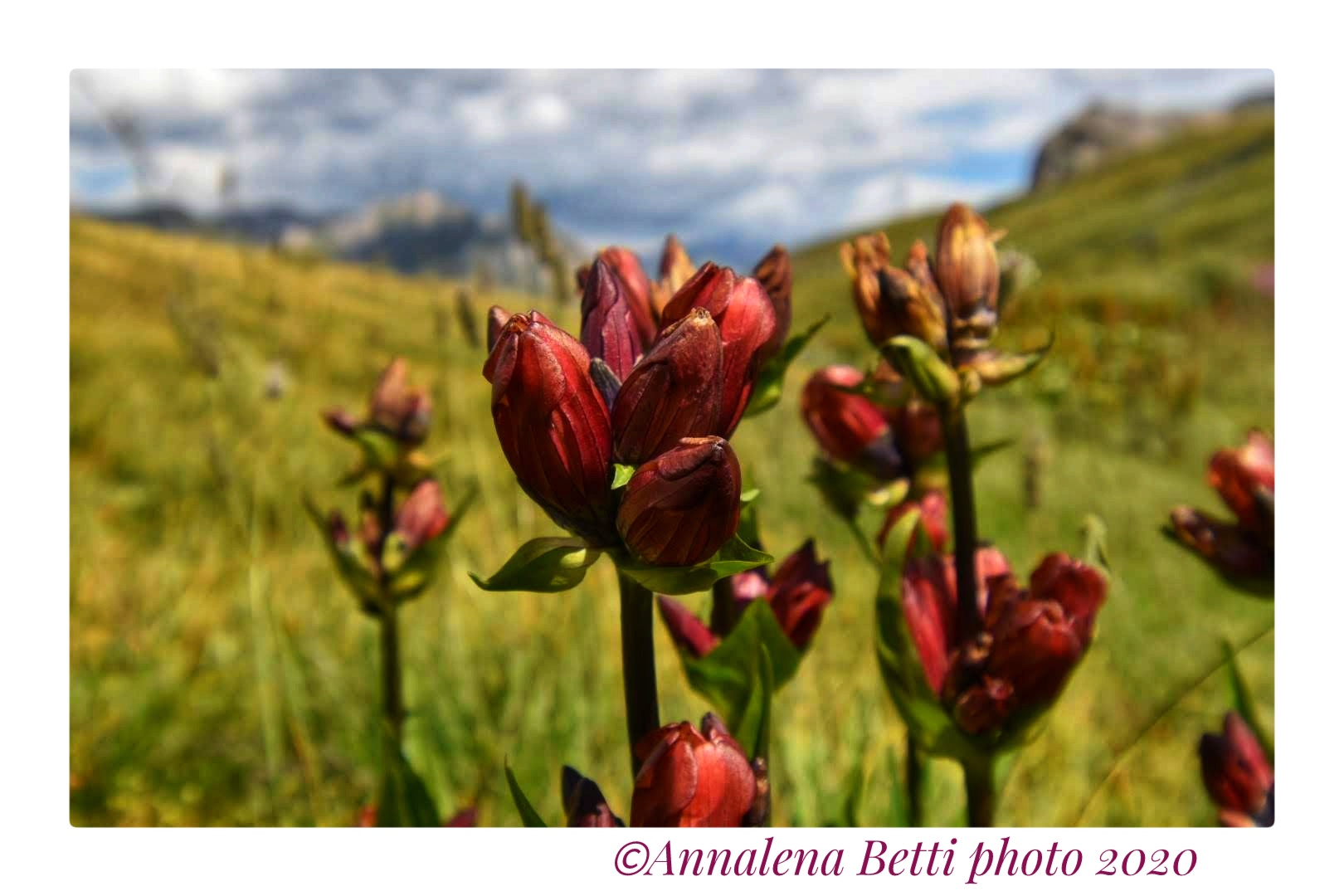 Genzianella porporina