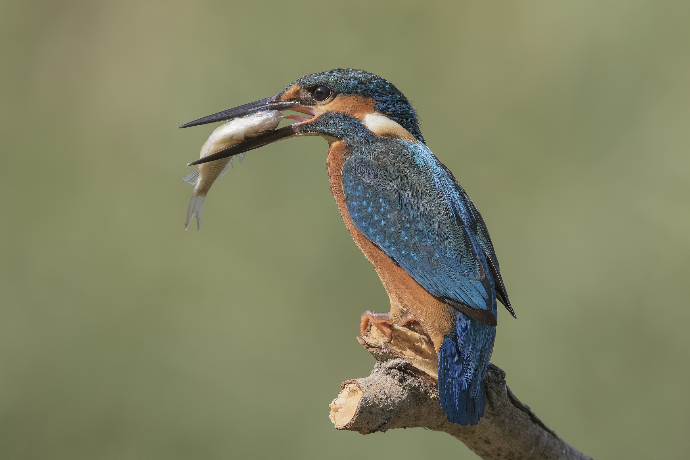 Un colpo da campione Mr. King