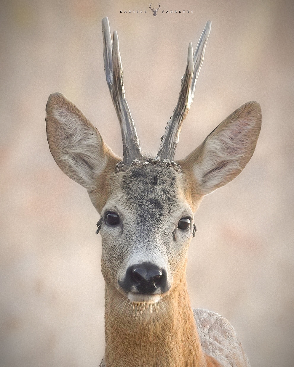 "Portrait of the Roe deer"