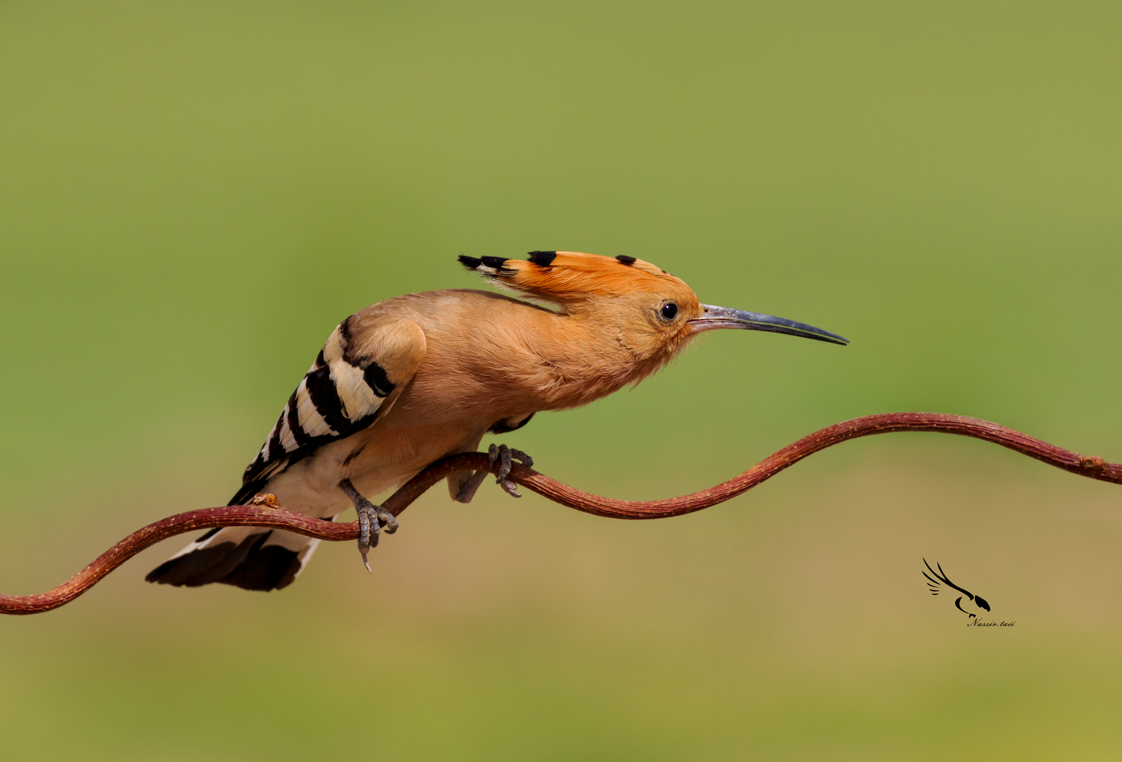 Eurasianhoopoe