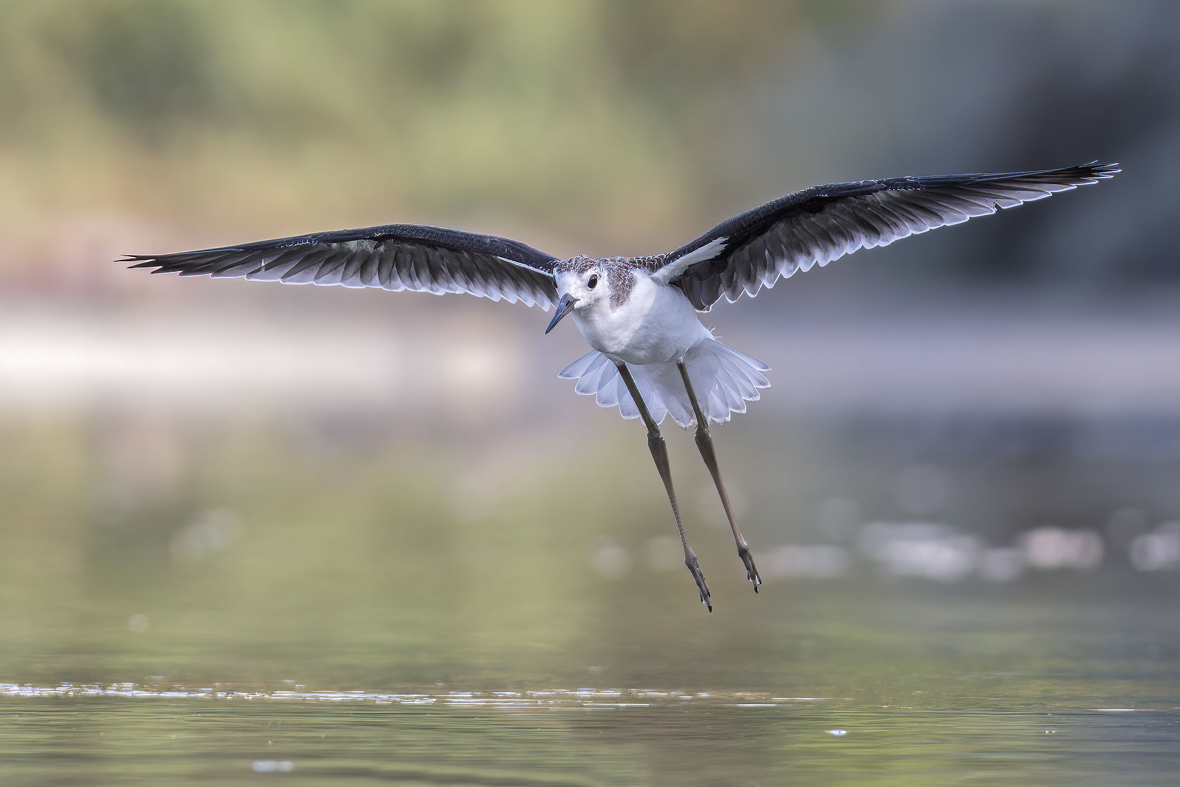 Giovane di Cavaliere d'Italia